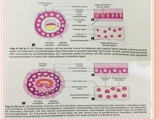 development of placenta and aminiotc fluid function.pptx