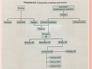 development of placenta and aminiotc fluid function.pptx