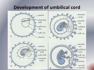 development of placenta and aminiotc fluid function.pptx