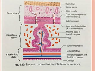 development of placenta and aminiotc fluid function.pptx