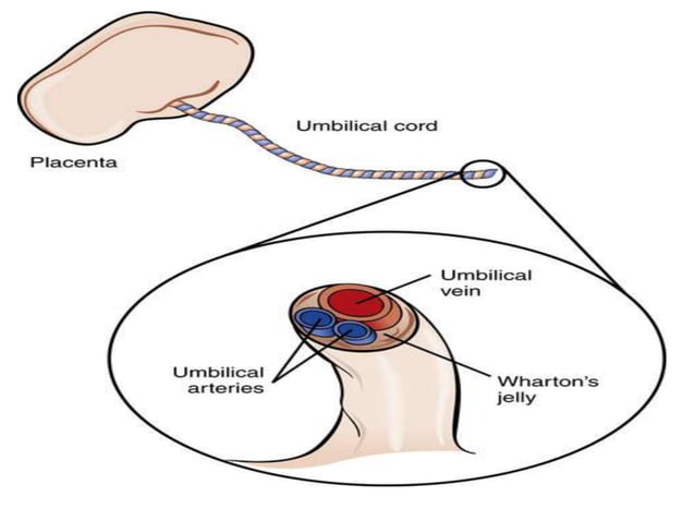 DEVELOPMENT OF PLACENTA AND FETUS.pptx