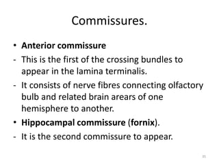 Commissore Drop Development of prosencephalon.pptx college of medicine unec | PPTX