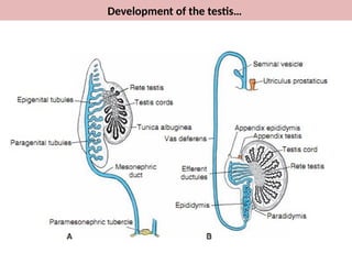 Testis Development Diagram Development of Reproductive system-FB (1).pptx