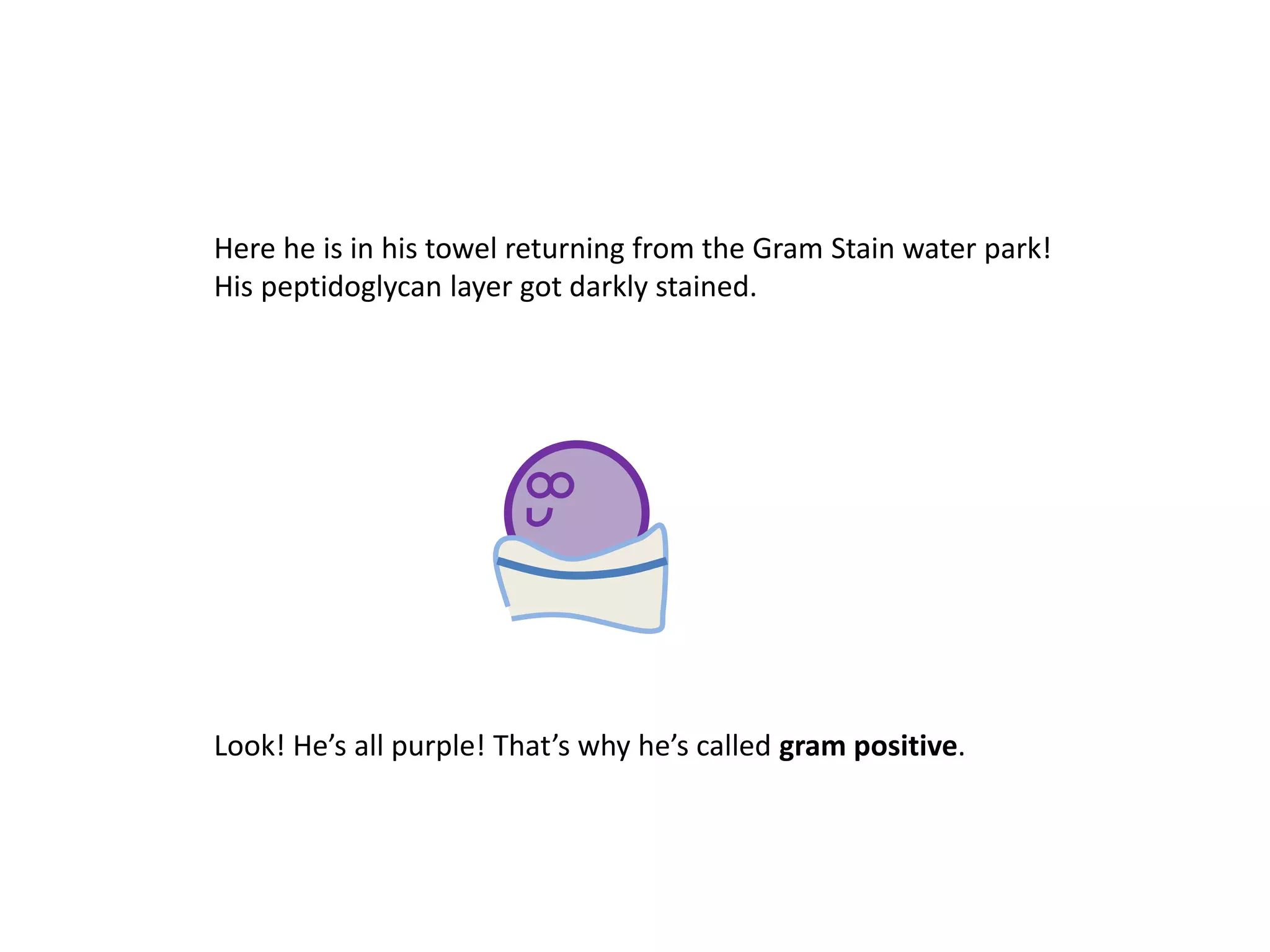 Look! He’s all purple! That’s why he’s called gram positive.
Here he is in his towel returning from the Gram Stain water park!
His peptidoglycan layer got darkly stained.
 