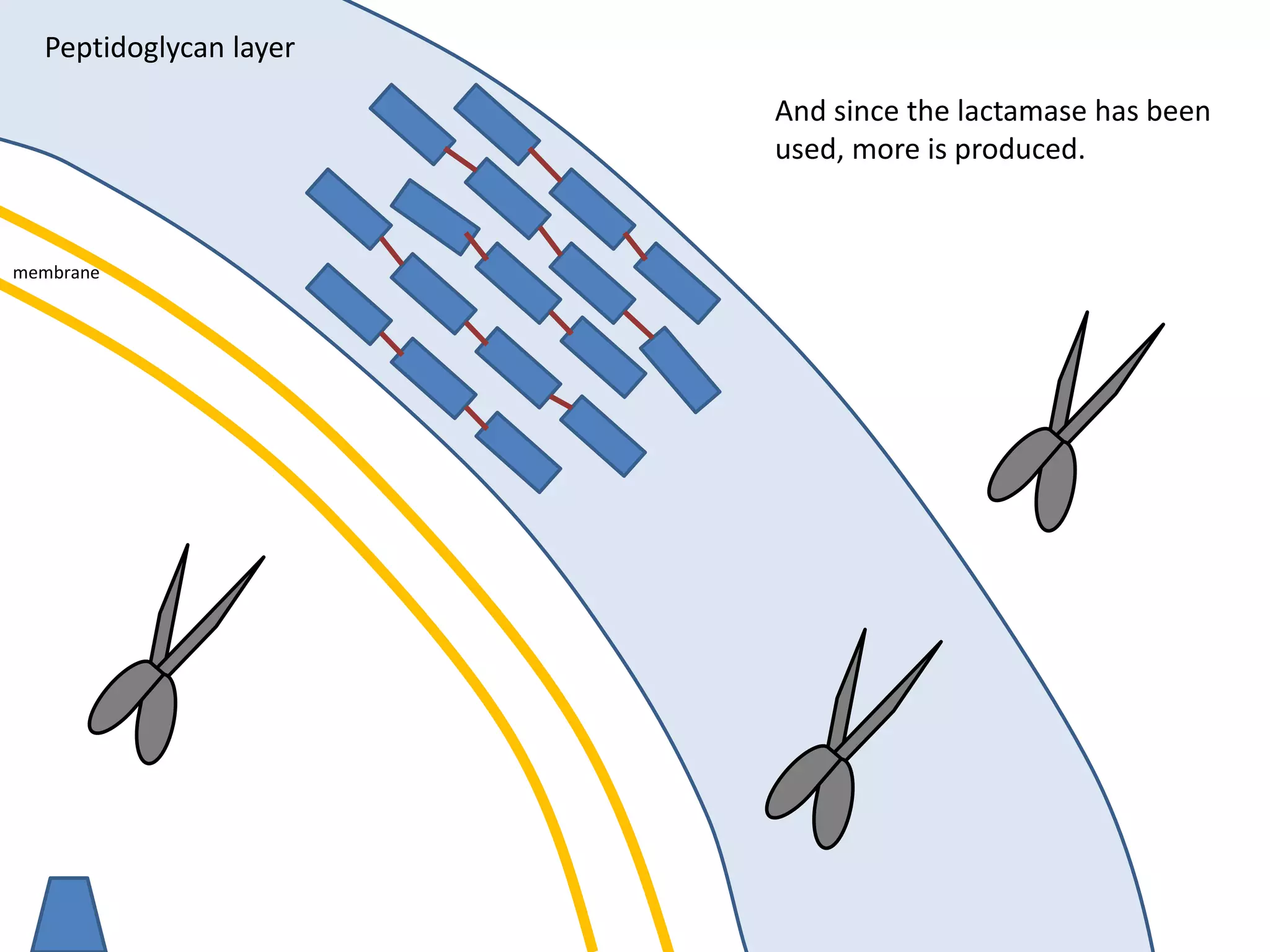membrane
Peptidoglycan layer
And since the lactamase has been
used, more is produced.
 