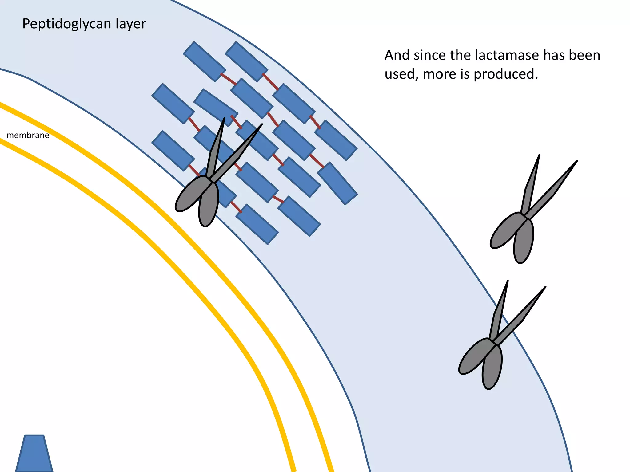 membrane
Peptidoglycan layer
And since the lactamase has been
used, more is produced.
 