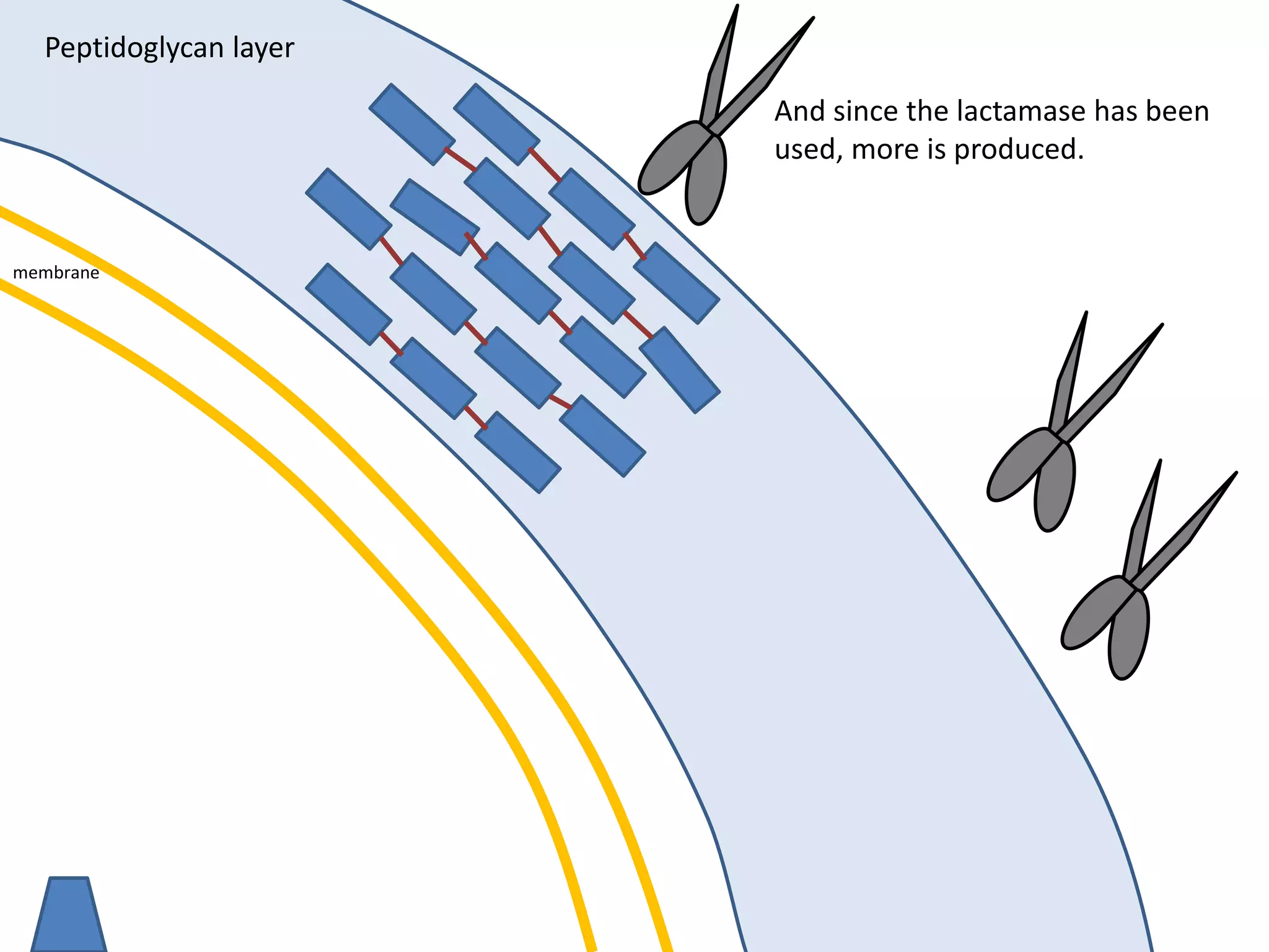 membrane
Peptidoglycan layer
And since the lactamase has been
used, more is produced.
 