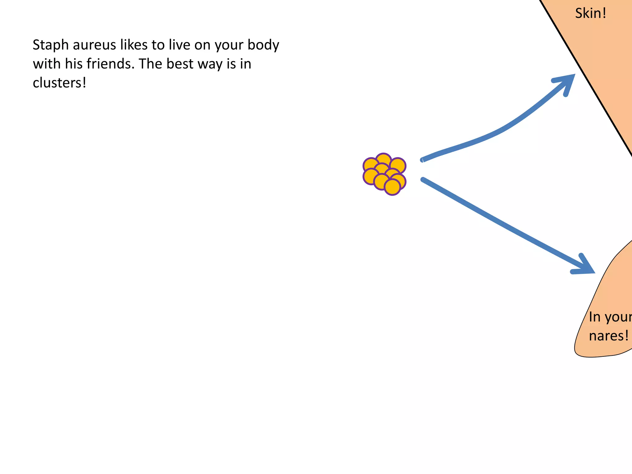 Staph aureus likes to live on your body
with his friends. The best way is in
clusters!
Skin!
In your
nares!
 