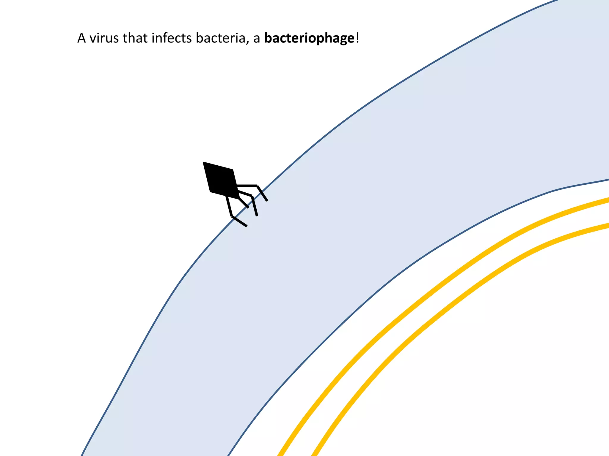 A virus that infects bacteria, a bacteriophage!
 