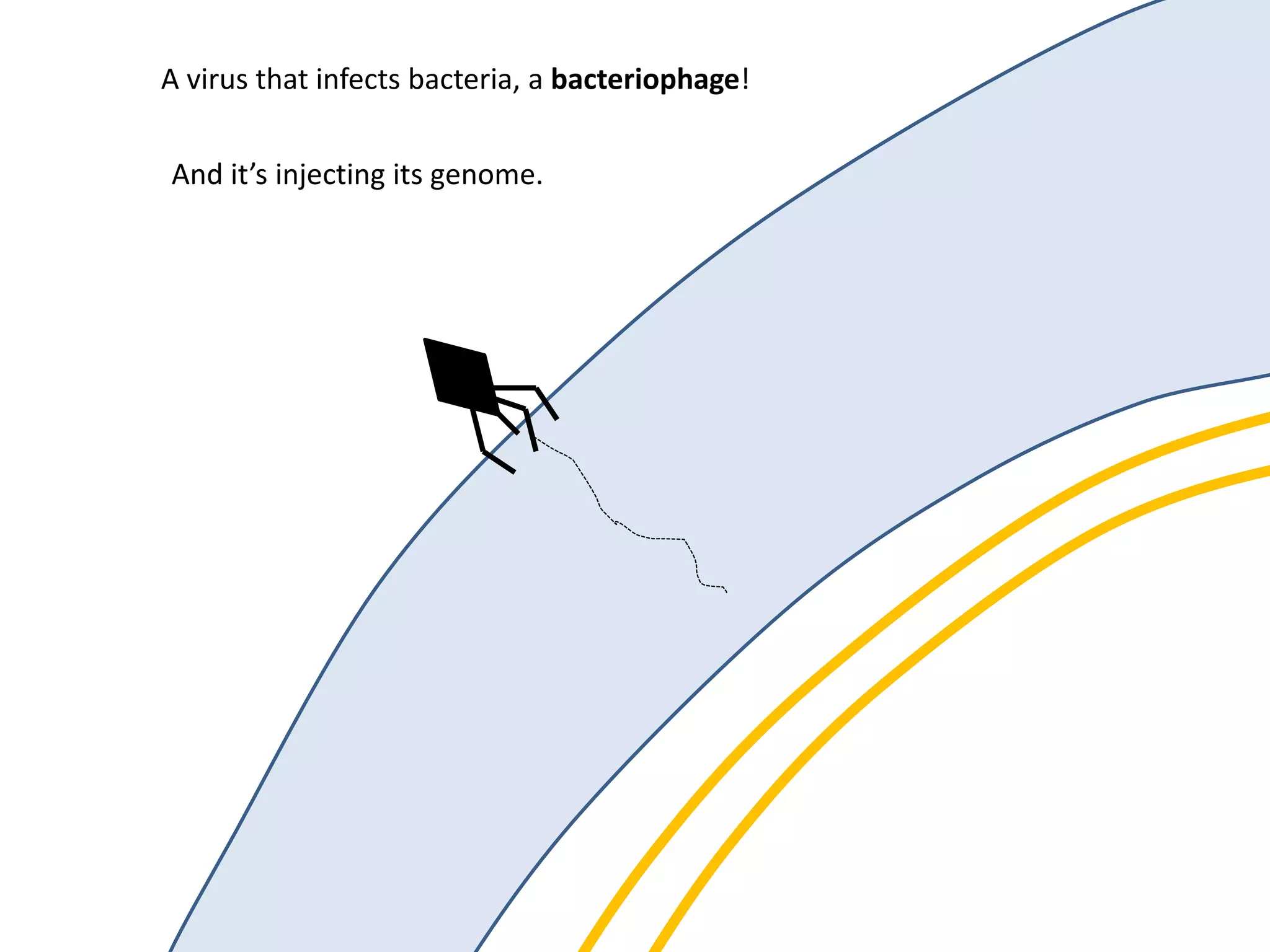 A virus that infects bacteria, a bacteriophage!
And it’s injecting its genome.
 