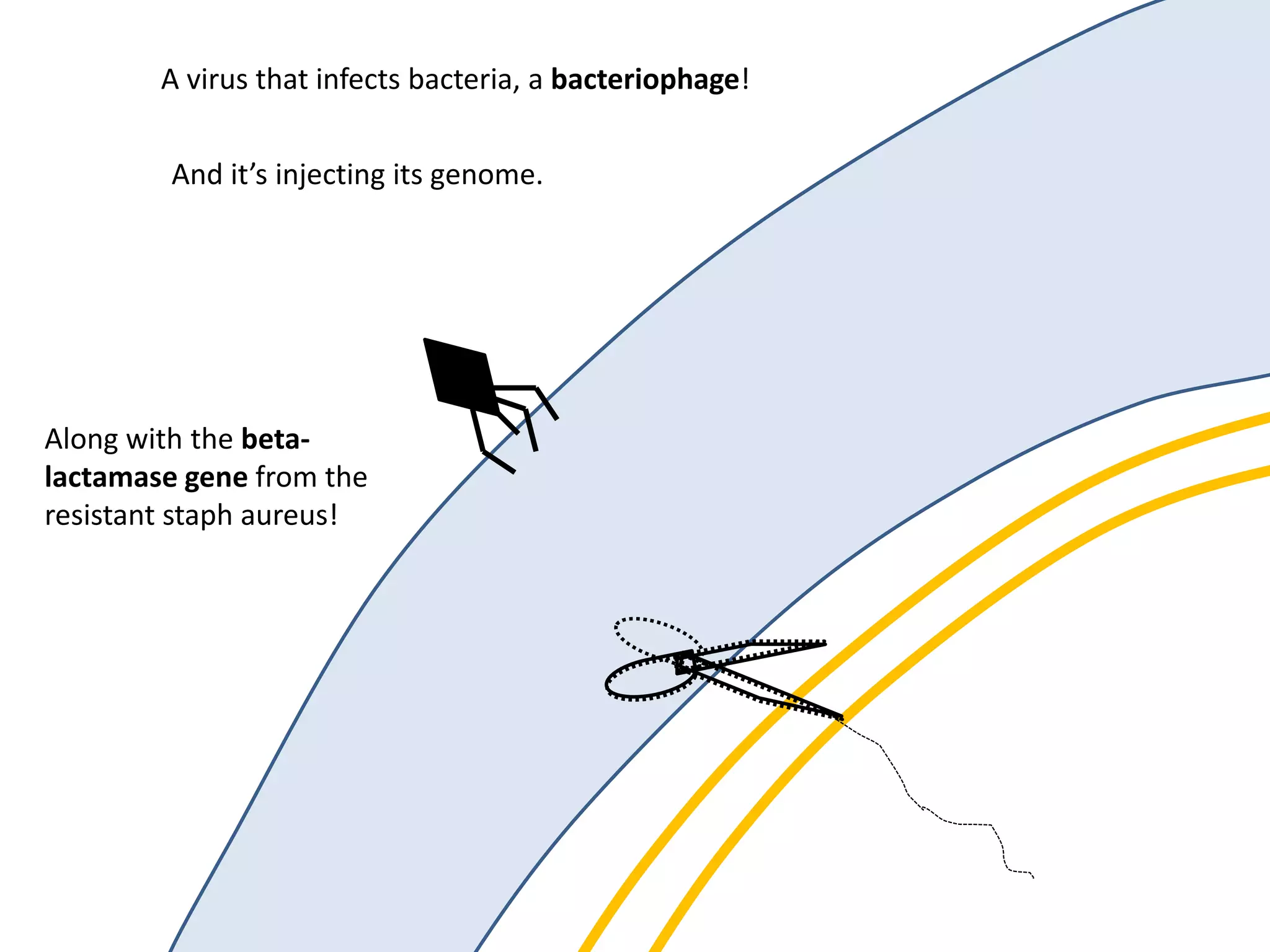 A virus that infects bacteria, a bacteriophage!
And it’s injecting its genome.
Along with the beta-
lactamase gene from the
resistant staph aureus!
 