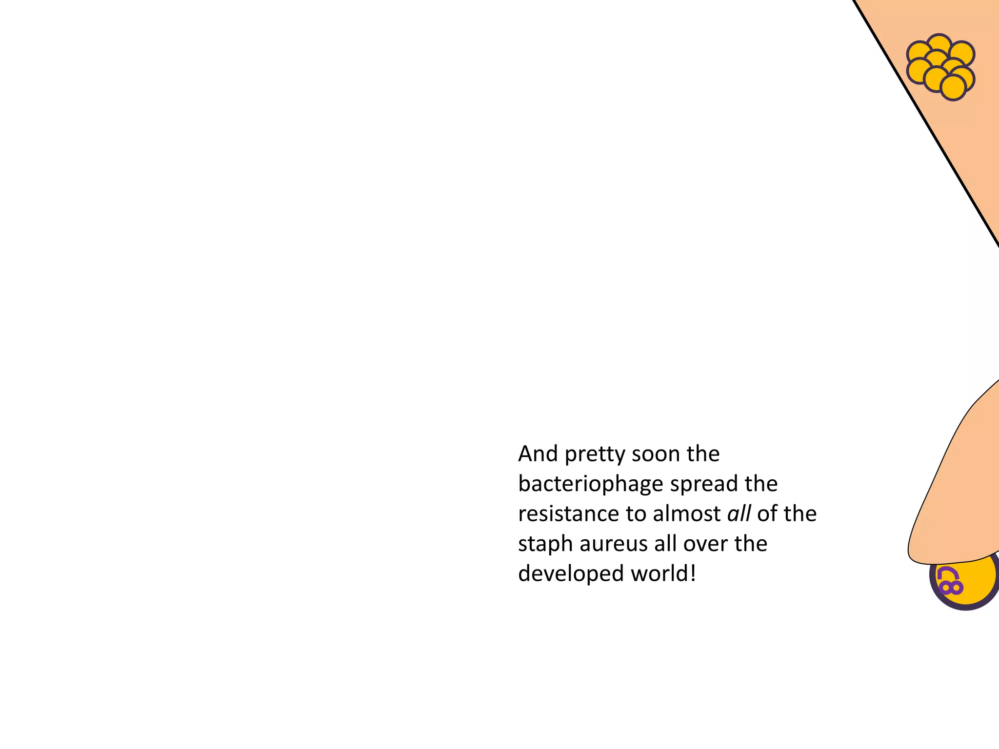 And pretty soon the
bacteriophage spread the
resistance to almost all of the
staph aureus all over the
developed world!
 