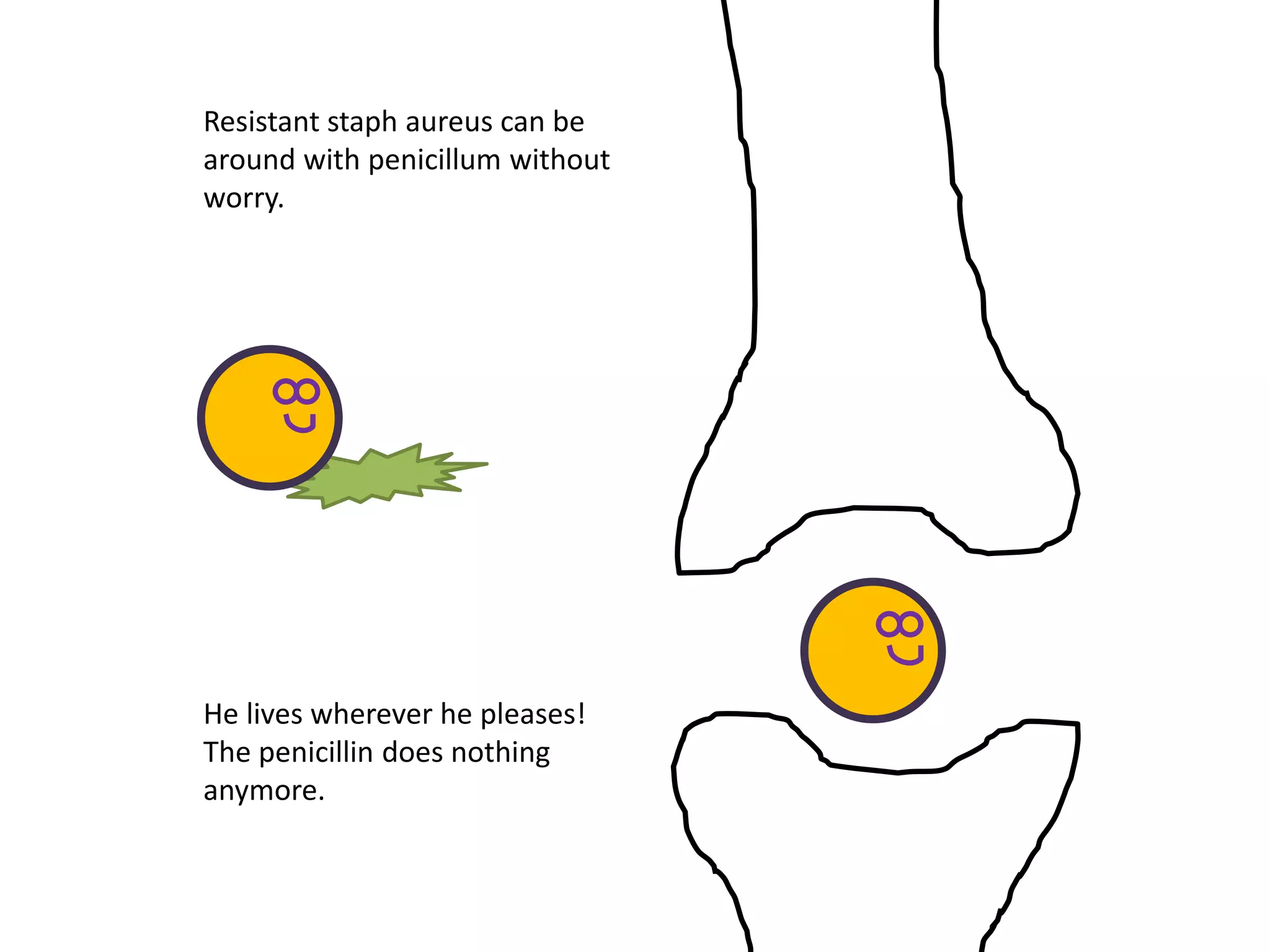Resistant staph aureus can be
around with penicillum without
worry.
He lives wherever he pleases!
The penicillin does nothing
anymore.
 