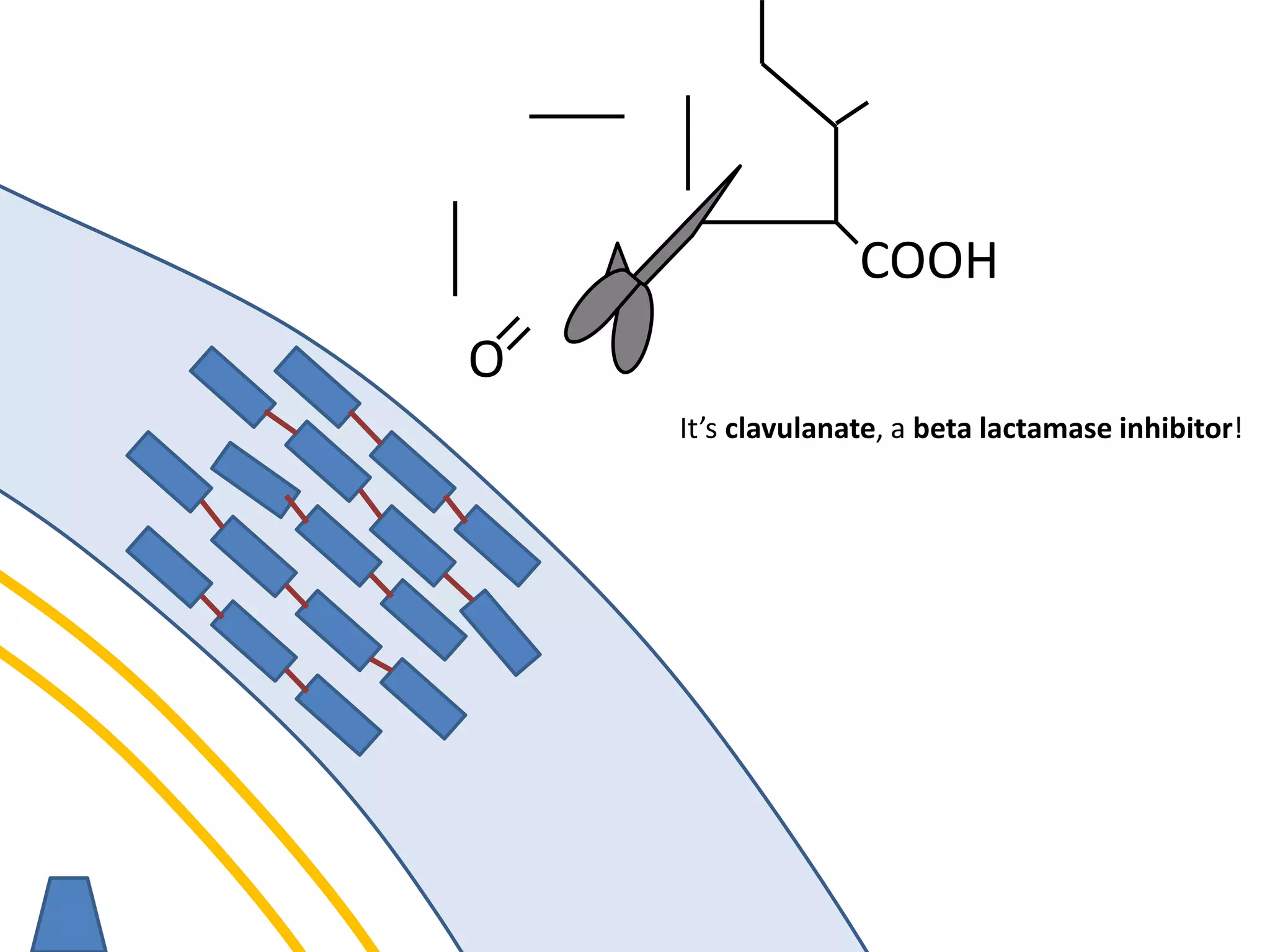 membrane
O
COOH
It’s clavulanate, a beta lactamase inhibitor!
 