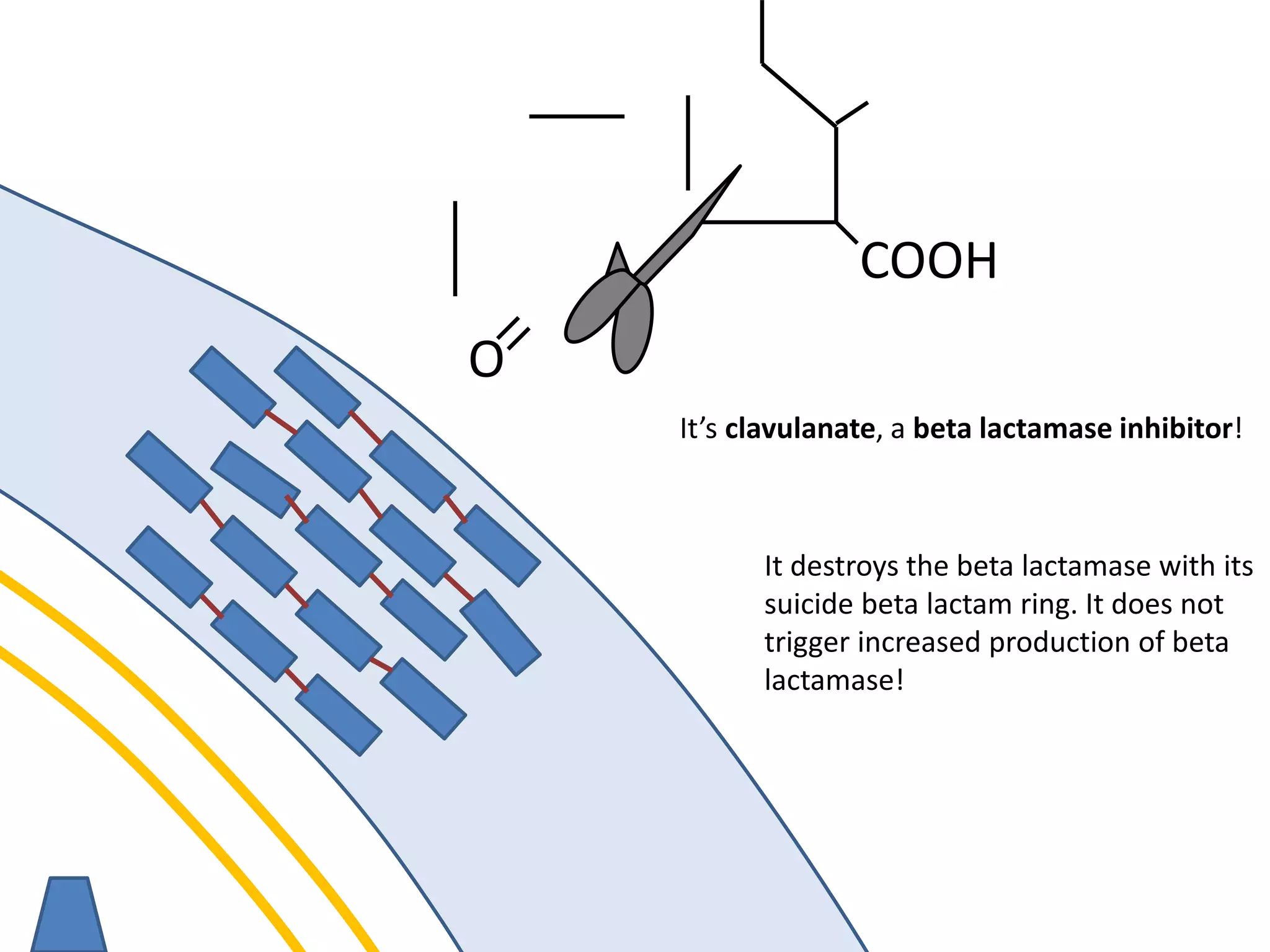 membrane
O
COOH
It’s clavulanate, a beta lactamase inhibitor!
It destroys the beta lactamase with its
suicide beta lactam ring. It does not
trigger increased production of beta
lactamase!
 