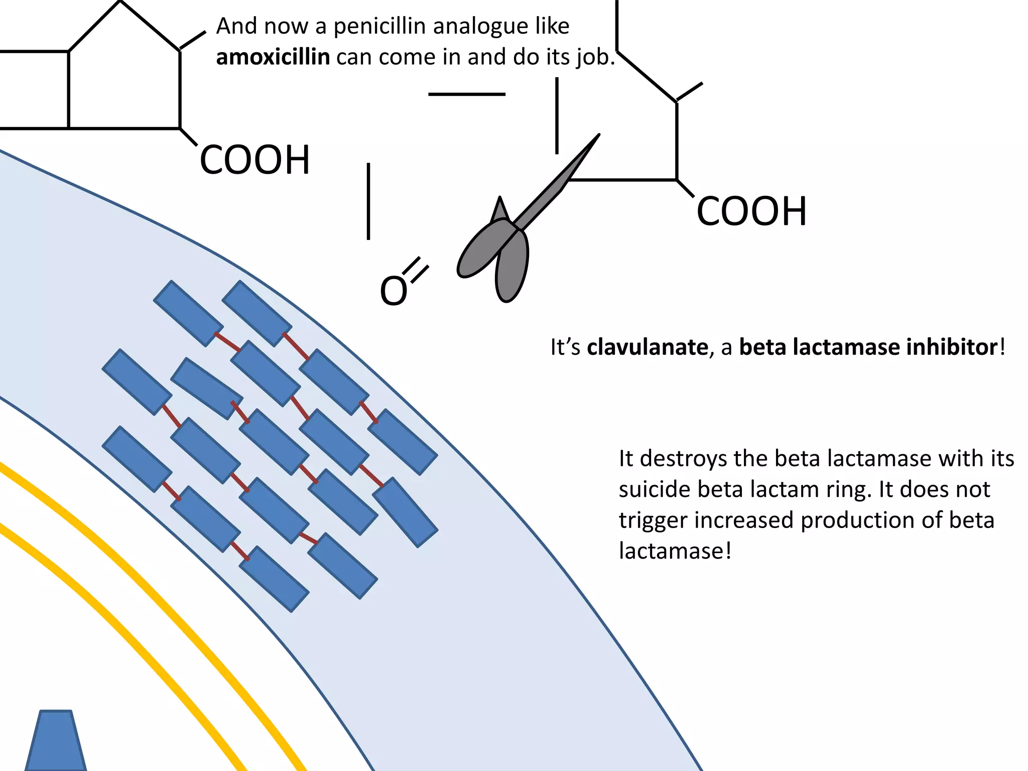 membrane
O
COOH
It destroys the beta lactamase with its
suicide beta lactam ring. It does not
trigger increased production of beta
lactamase!
COOH
And now a penicillin analogue like
amoxicillin can come in and do its job.
It’s clavulanate, a beta lactamase inhibitor!
 