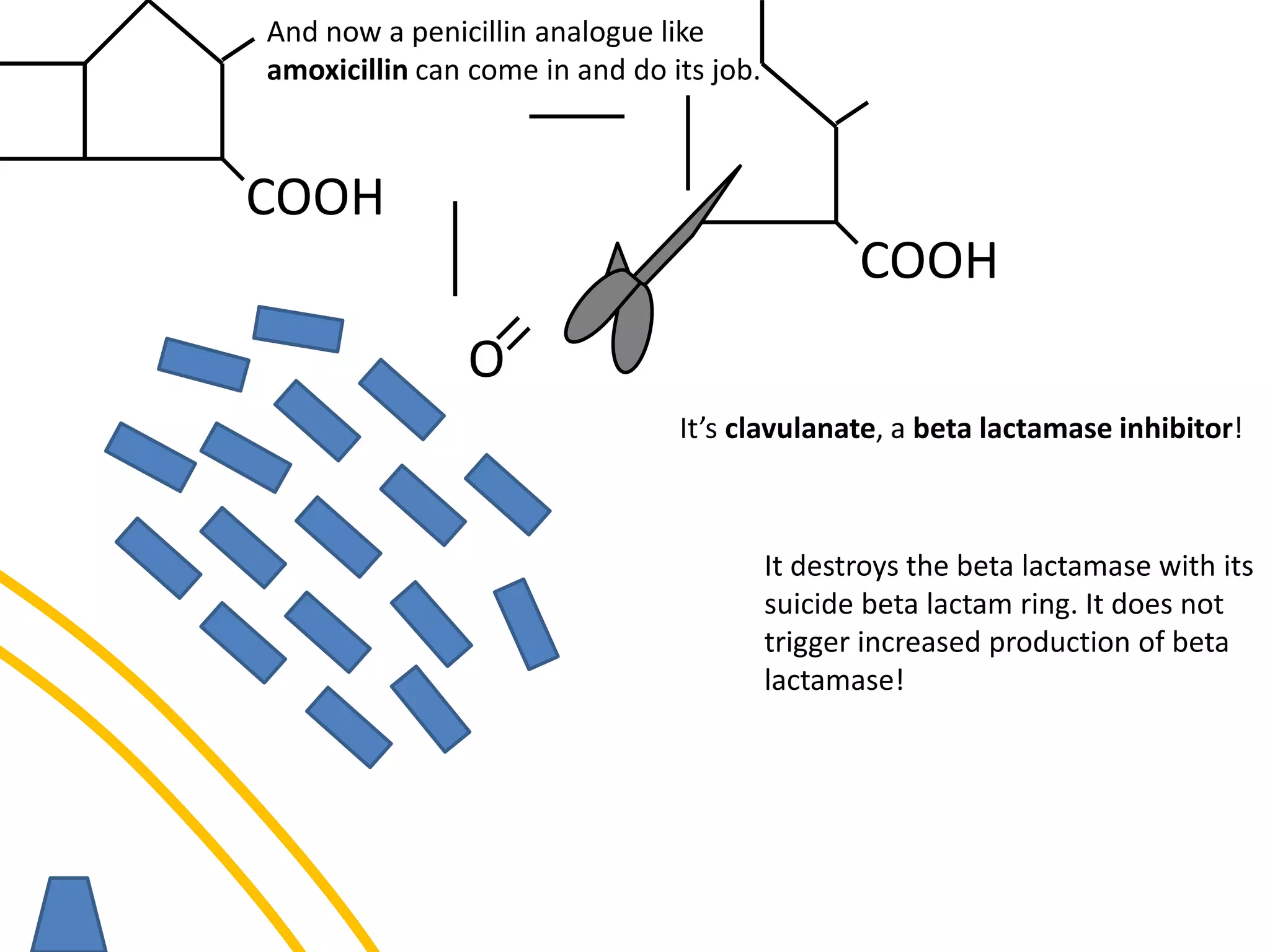 O
COOH
It destroys the beta lactamase with its
suicide beta lactam ring. It does not
trigger increased production of beta
lactamase!
COOH
And now a penicillin analogue like
amoxicillin can come in and do its job.
It’s clavulanate, a beta lactamase inhibitor!
 