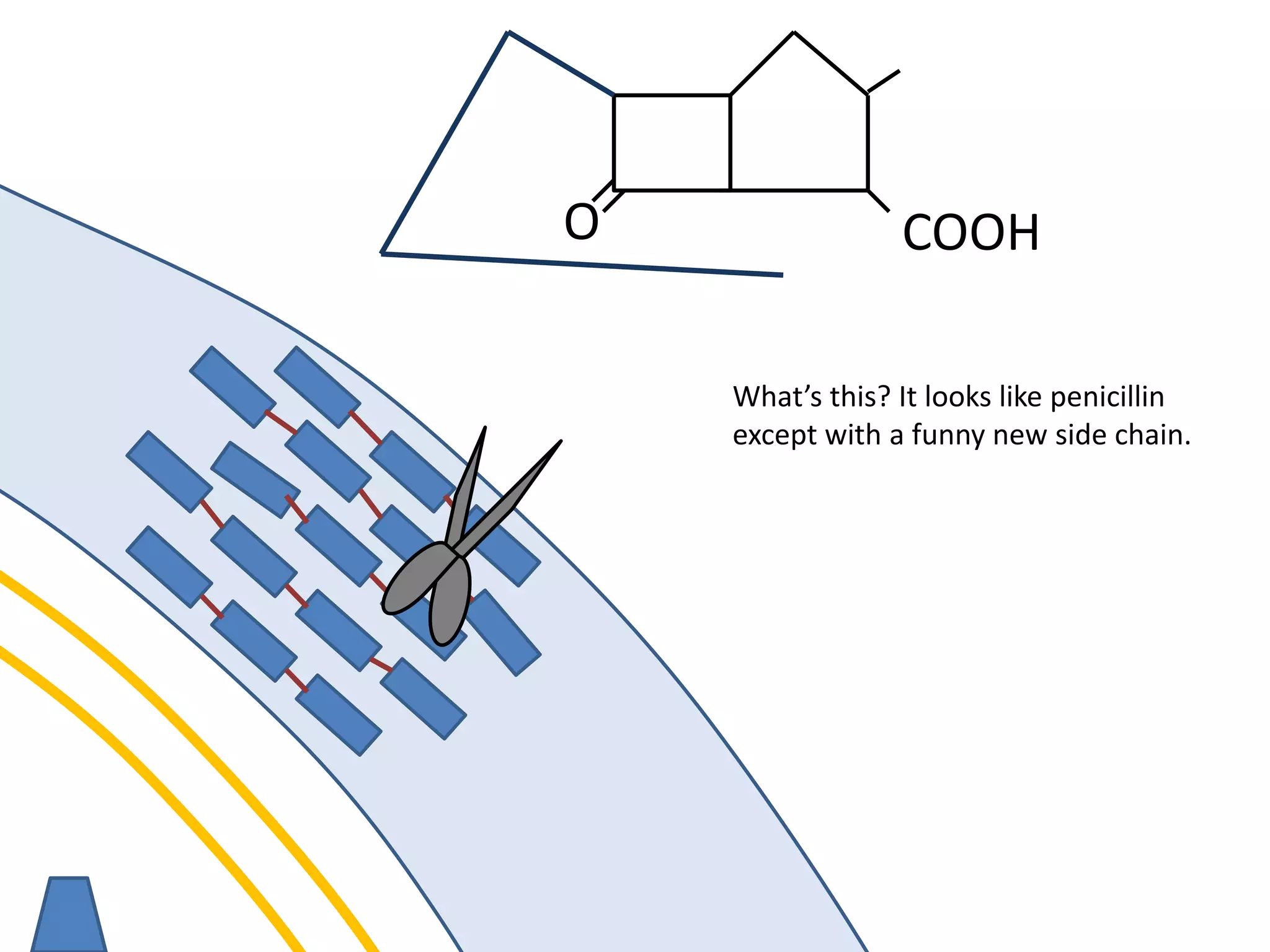 membrane
O COOH
What’s this? It looks like penicillin
except with a funny new side chain.
 