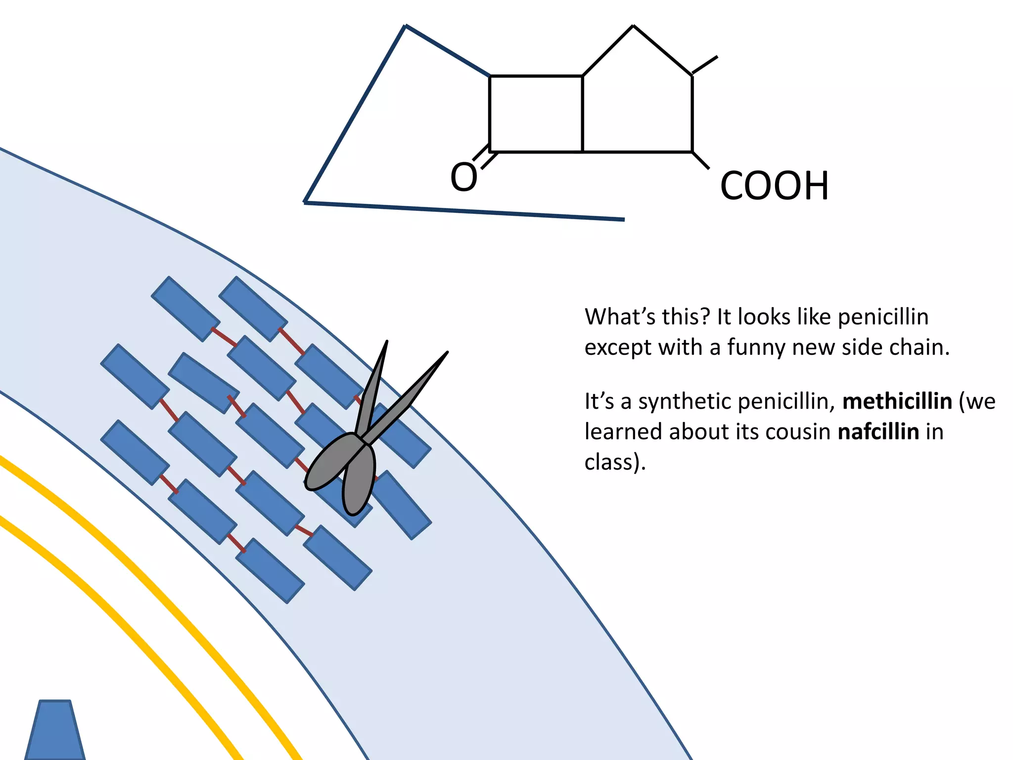 membrane
O COOH
What’s this? It looks like penicillin
except with a funny new side chain.
It’s a synthetic penicillin, methicillin (we
learned about its cousin nafcillin in
class).
 