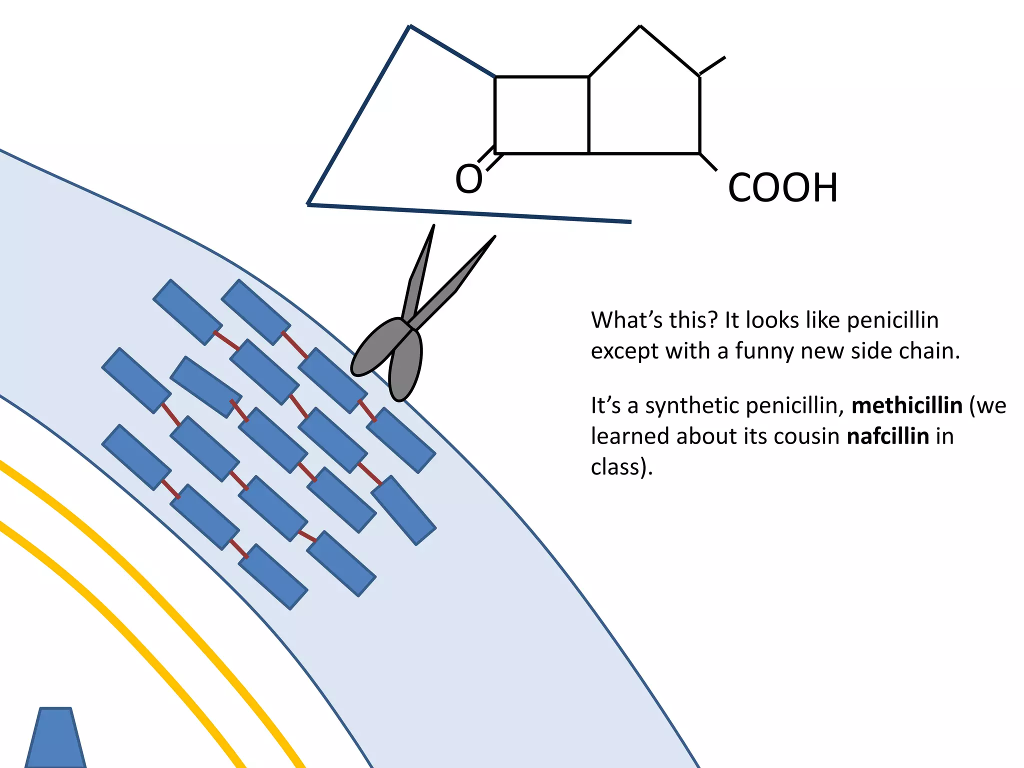 membrane
O COOH
What’s this? It looks like penicillin
except with a funny new side chain.
It’s a synthetic penicillin, methicillin (we
learned about its cousin nafcillin in
class).
 