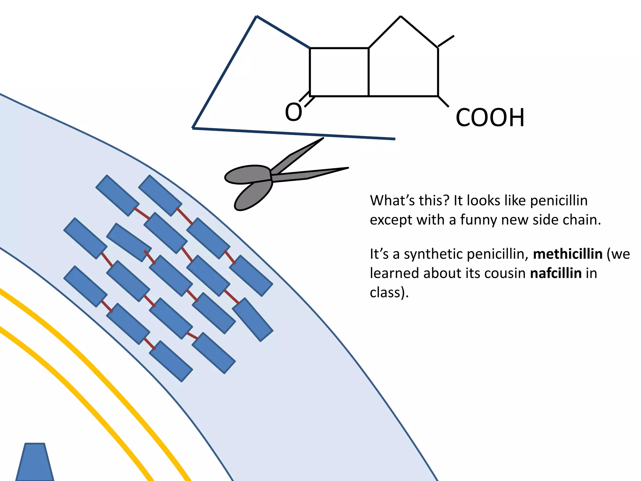 membrane
O COOH
What’s this? It looks like penicillin
except with a funny new side chain.
It’s a synthetic penicillin, methicillin (we
learned about its cousin nafcillin in
class).
 