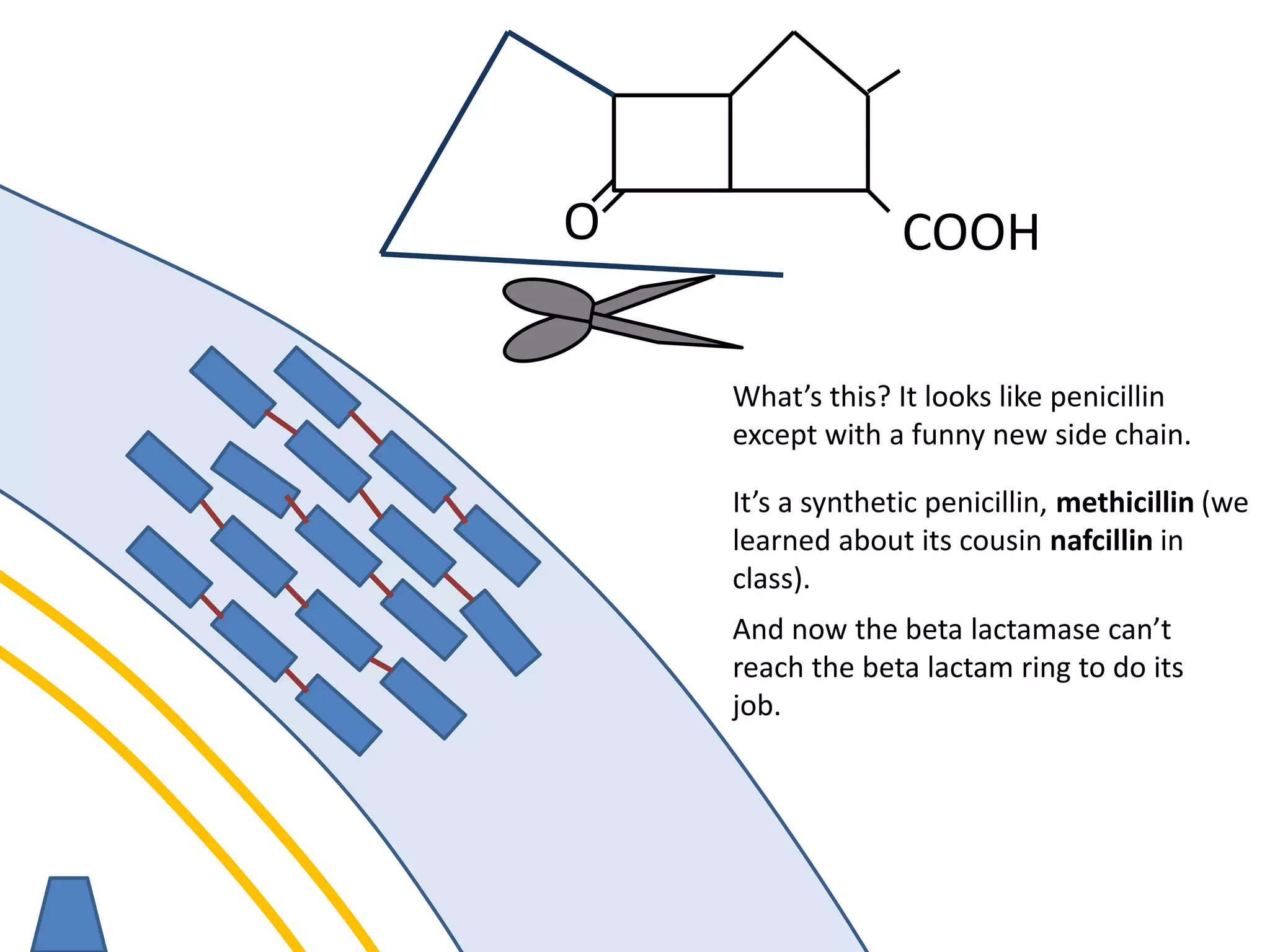 membrane
O COOH
What’s this? It looks like penicillin
except with a funny new side chain.
And now the beta lactamase can’t
reach the beta lactam ring to do its
job.
It’s a synthetic penicillin, methicillin (we
learned about its cousin nafcillin in
class).
 