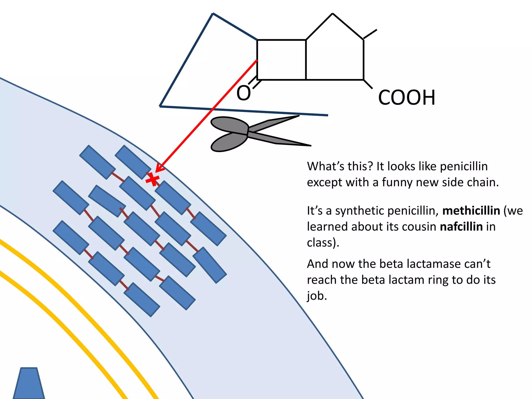 membrane
O COOH
What’s this? It looks like penicillin
except with a funny new side chain.
It’s a synthetic penicillin, methicillin (we
learned about its cousin nafcillin in
class).
And now the beta lactamase can’t
reach the beta lactam ring to do its
job.
 