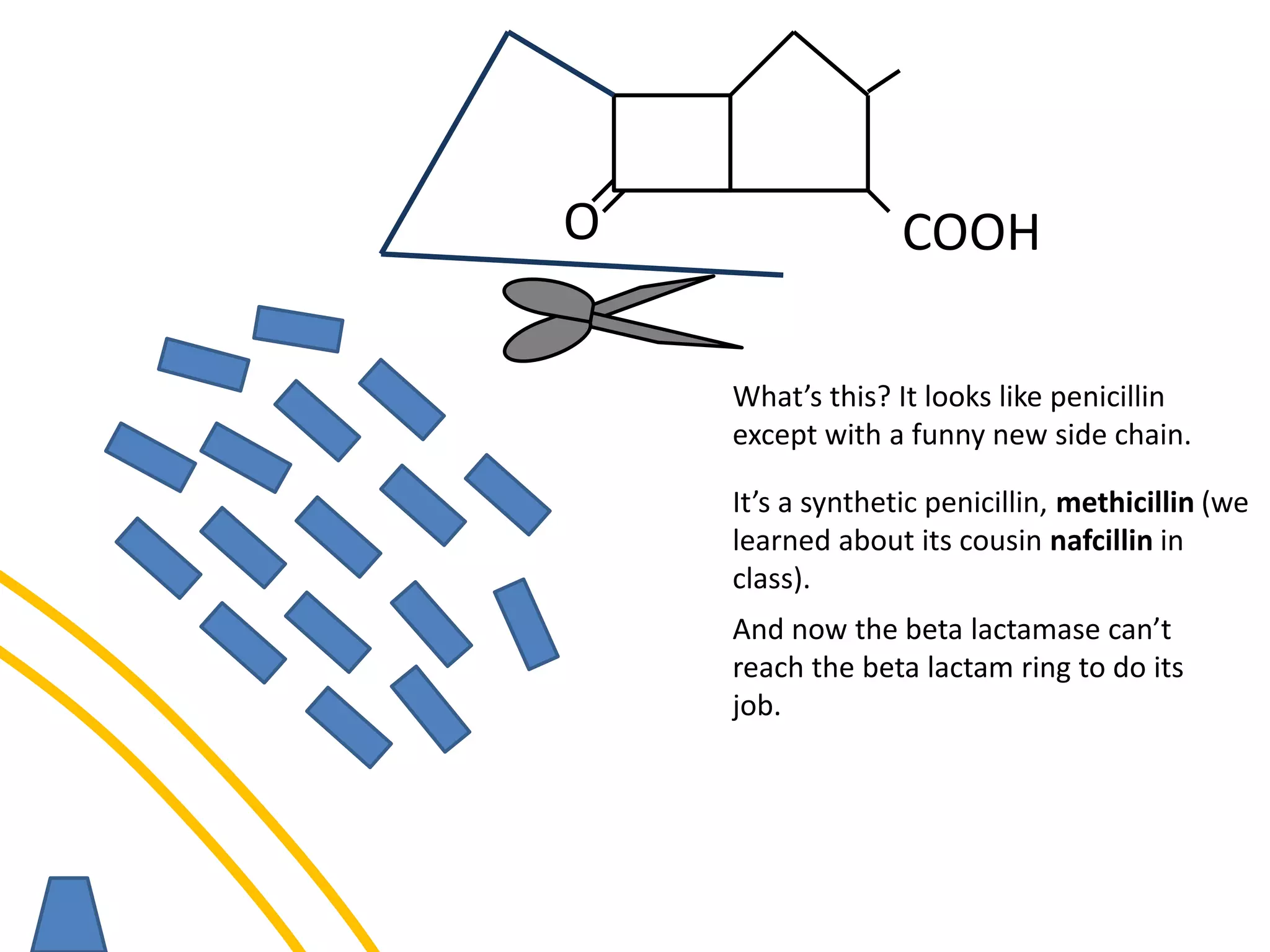 O COOH
What’s this? It looks like penicillin
except with a funny new side chain.
It’s a synthetic penicillin, methicillin (we
learned about its cousin nafcillin in
class).
And now the beta lactamase can’t
reach the beta lactam ring to do its
job.
 