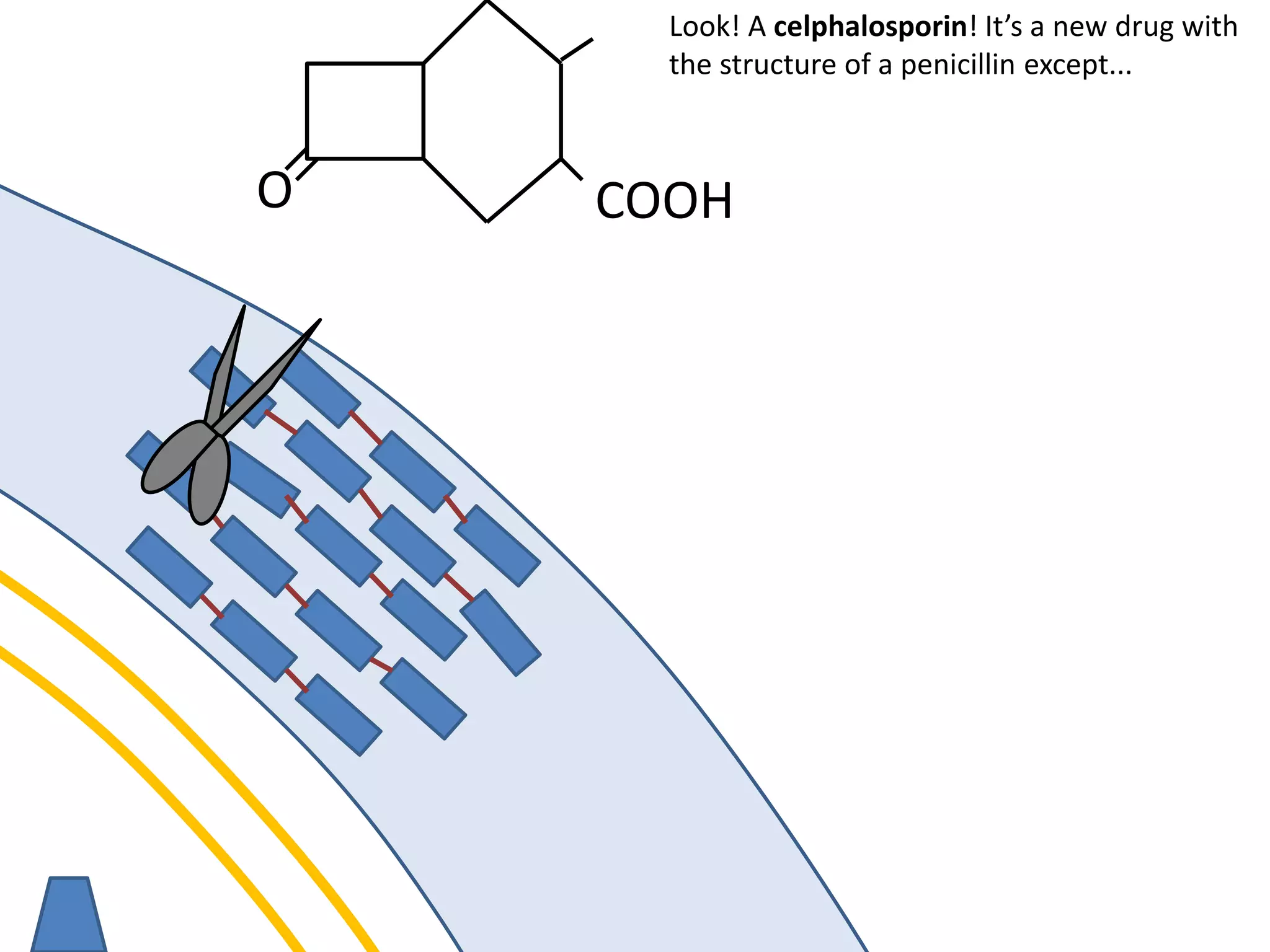 membrane
O COOH
Look! A celphalosporin! It’s a new drug with
the structure of a penicillin except...
 