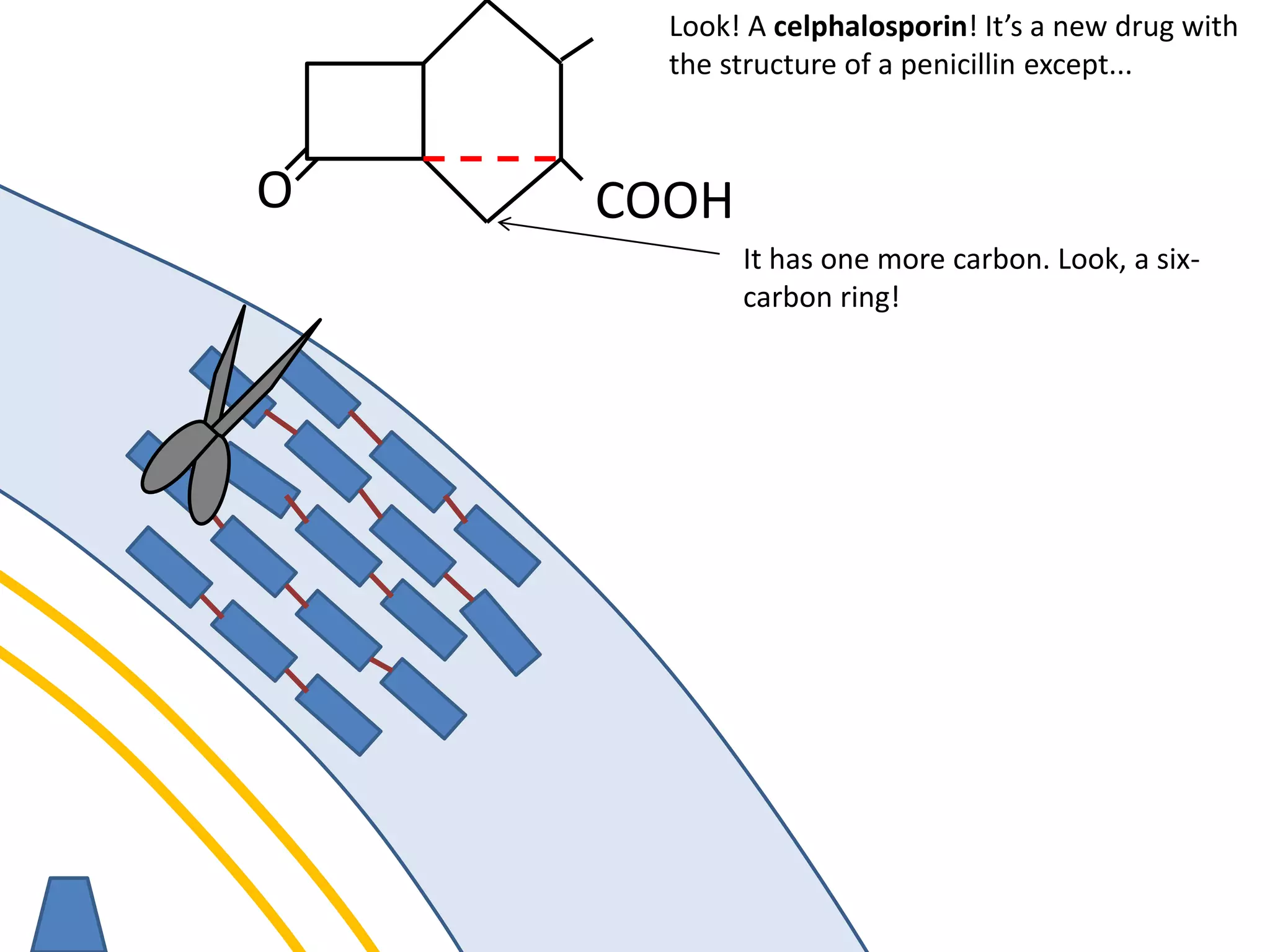 membrane
O COOH
Look! A celphalosporin! It’s a new drug with
the structure of a penicillin except...
It has one more carbon. Look, a six-
carbon ring!
 