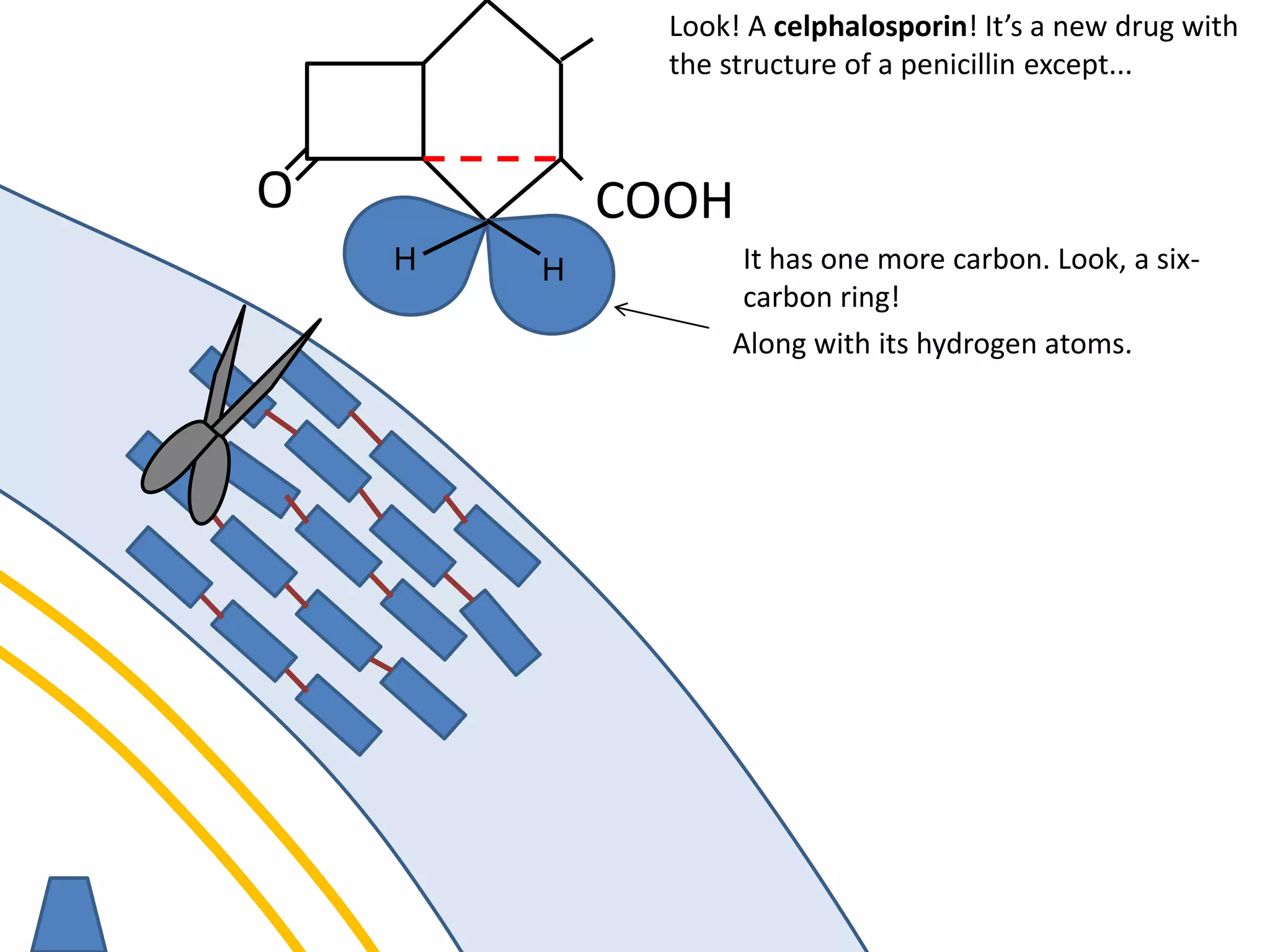 membrane
O COOH
Look! A celphalosporin! It’s a new drug with
the structure of a penicillin except...
Along with its hydrogen atoms.
It has one more carbon. Look, a six-
carbon ring!
HH
 