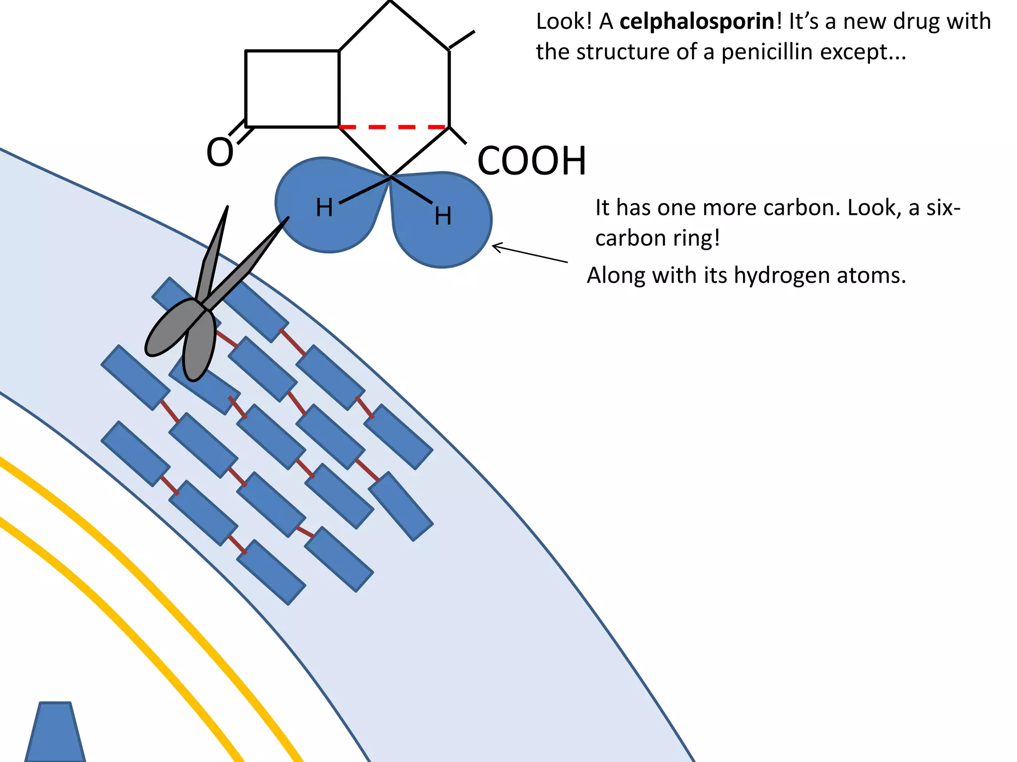 membrane
O COOH
Look! A celphalosporin! It’s a new drug with
the structure of a penicillin except...
It has one more carbon. Look, a six-
carbon ring!
HH
Along with its hydrogen atoms.
 