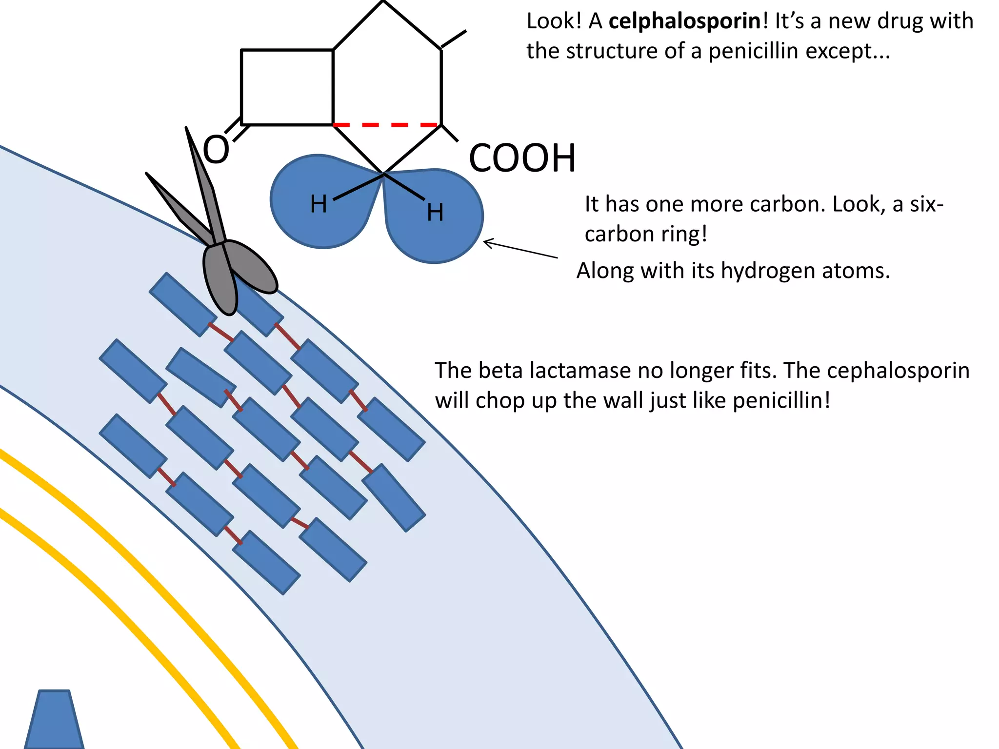 membrane
O COOH
Look! A celphalosporin! It’s a new drug with
the structure of a penicillin except...
It has one more carbon. Look, a six-
carbon ring!
The beta lactamase no longer fits. The cephalosporin
will chop up the wall just like penicillin!
HH
Along with its hydrogen atoms.
 