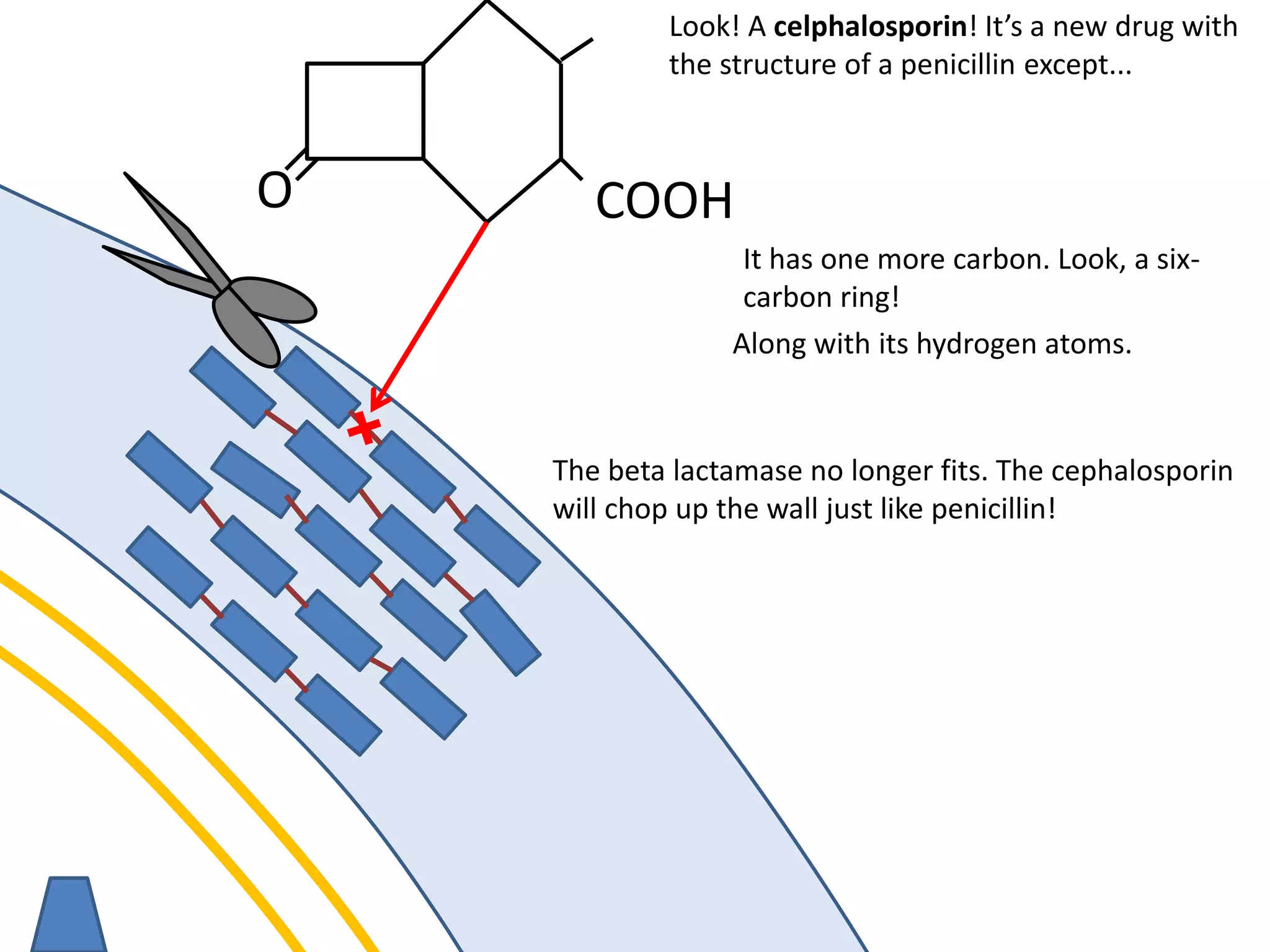 membrane
O COOH
Look! A celphalosporin! It’s a new drug with
the structure of a penicillin except...
It has one more carbon. Look, a six-
carbon ring!
The beta lactamase no longer fits. The cephalosporin
will chop up the wall just like penicillin!
Along with its hydrogen atoms.
 