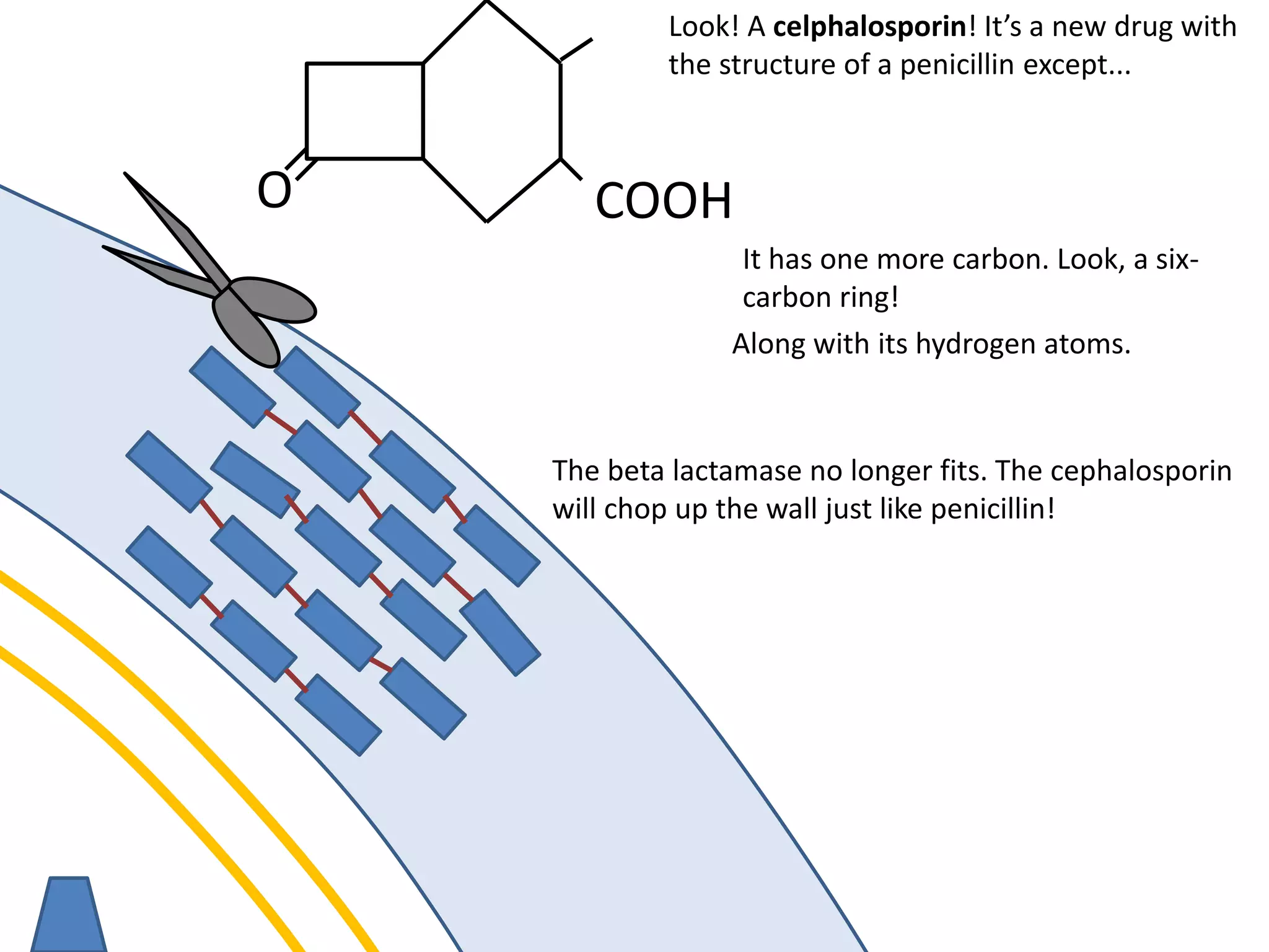 membrane
O COOH
Look! A celphalosporin! It’s a new drug with
the structure of a penicillin except...
It has one more carbon. Look, a six-
carbon ring!
The beta lactamase no longer fits. The cephalosporin
will chop up the wall just like penicillin!
Along with its hydrogen atoms.
 