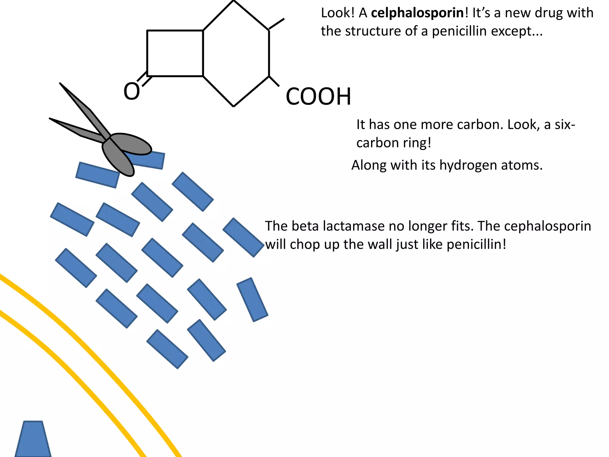 O COOH
The beta lactamase no longer fits. The cephalosporin
will chop up the wall just like penicillin!
Look! A celphalosporin! It’s a new drug with
the structure of a penicillin except...
It has one more carbon. Look, a six-
carbon ring!
Along with its hydrogen atoms.
 