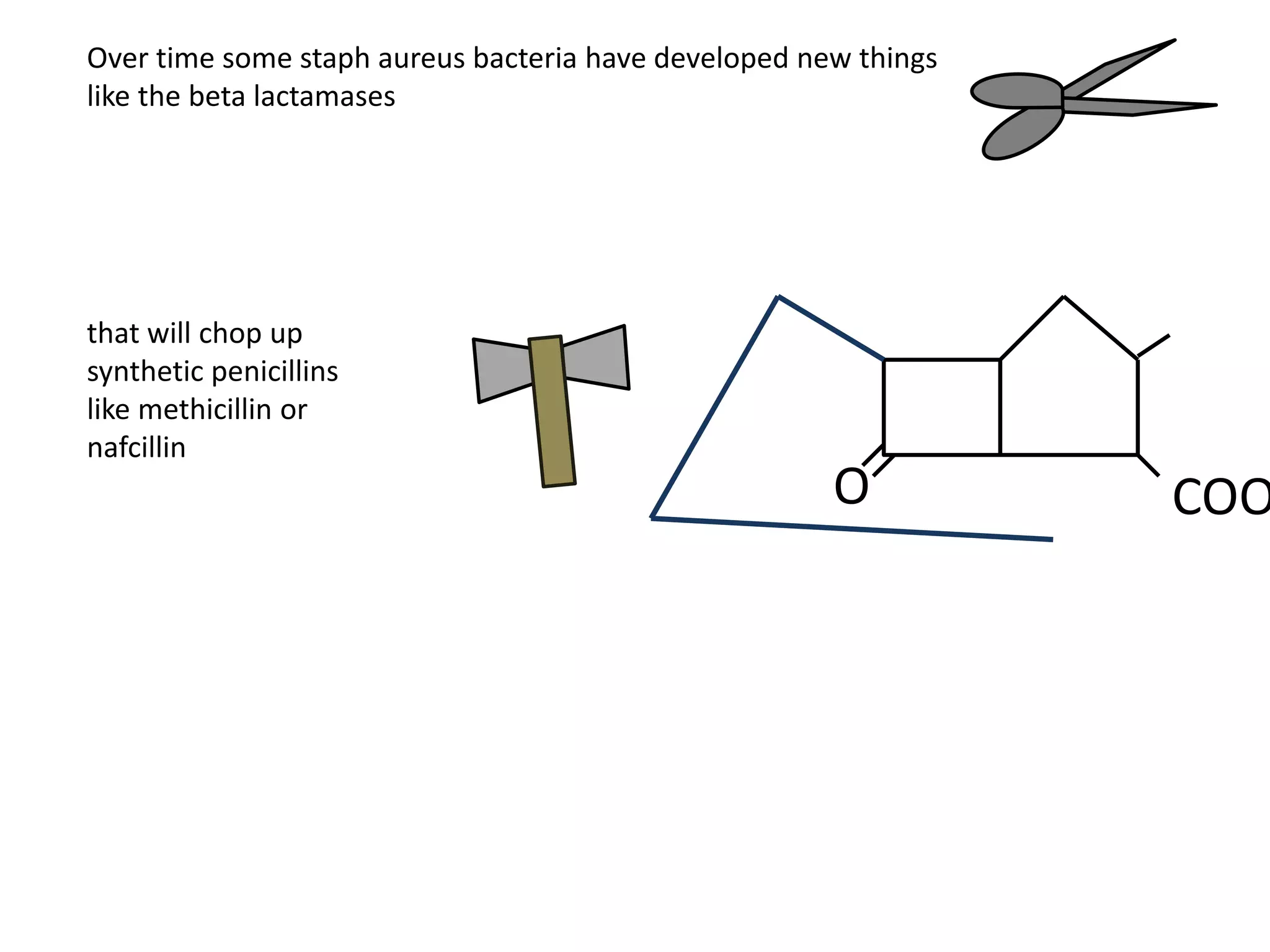 Over time some staph aureus bacteria have developed new things
like the beta lactamases
that will chop up
synthetic penicillins
like methicillin or
nafcillin
O COO
 
