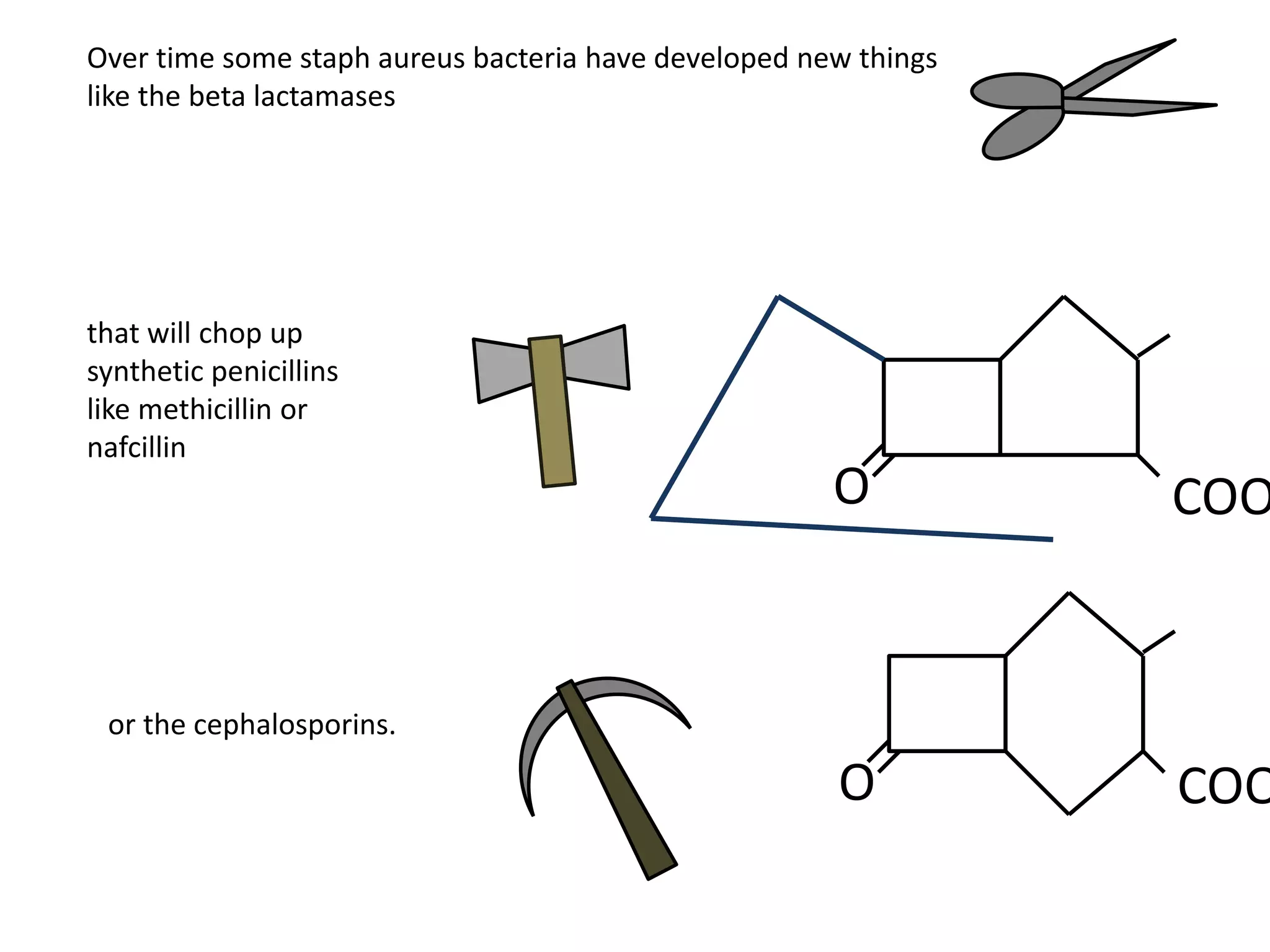 Over time some staph aureus bacteria have developed new things
like the beta lactamases
that will chop up
synthetic penicillins
like methicillin or
nafcillin
or the cephalosporins.
O COO
O COO
 