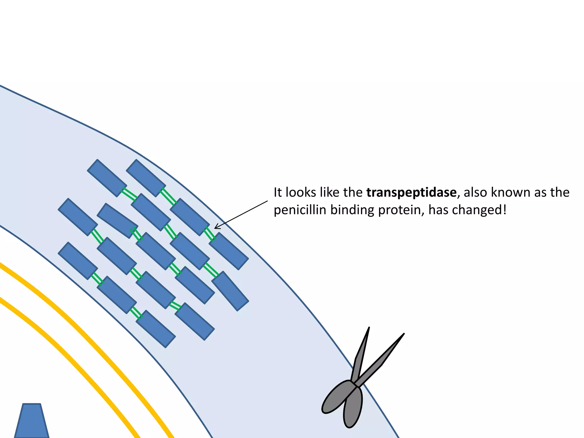 membrane
It looks like the transpeptidase, also known as the
penicillin binding protein, has changed!
 