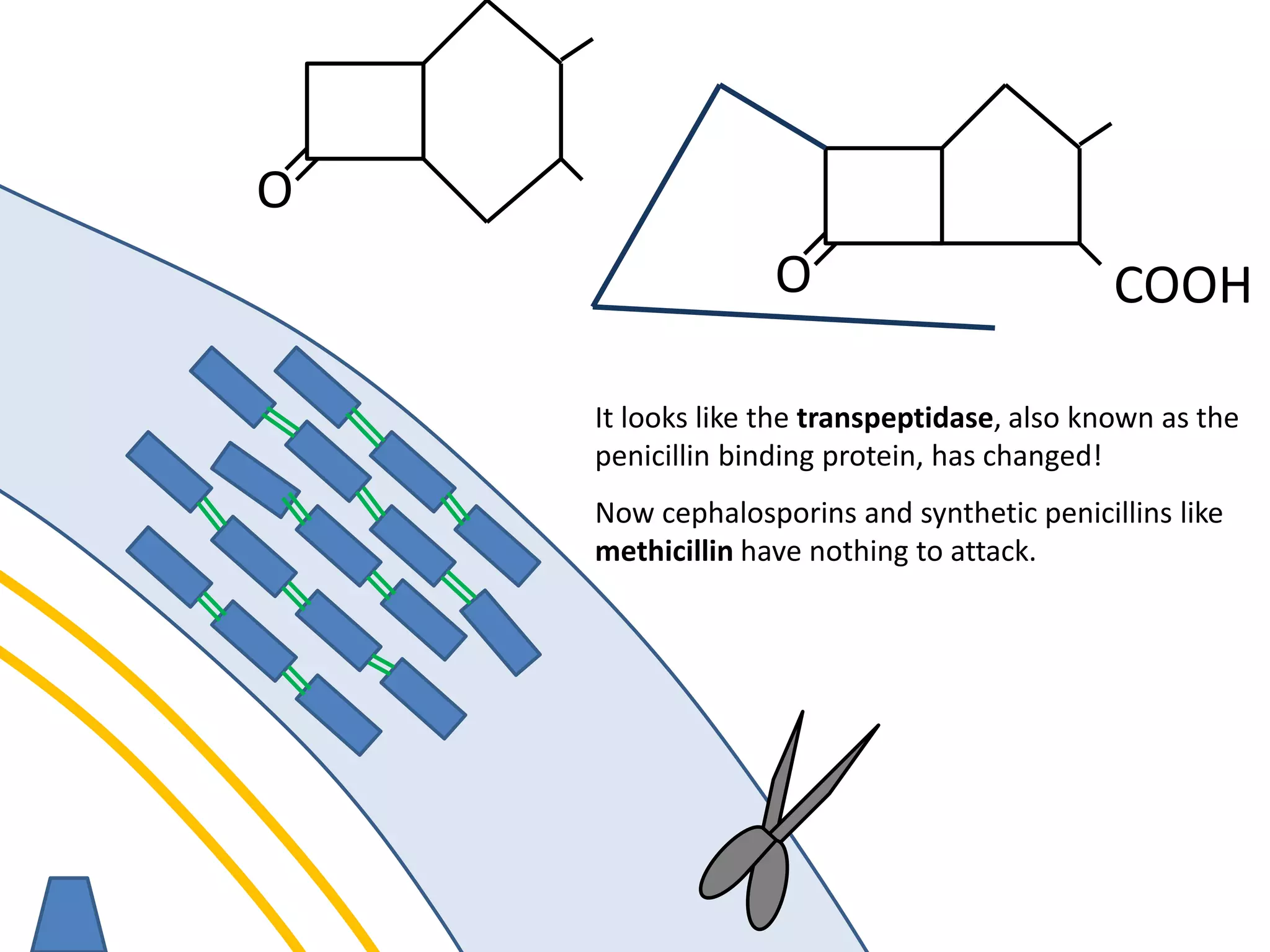 membrane
It looks like the transpeptidase, also known as the
penicillin binding protein, has changed!
O
O COOH
Now cephalosporins and synthetic penicillins like
methicillin have nothing to attack.
 