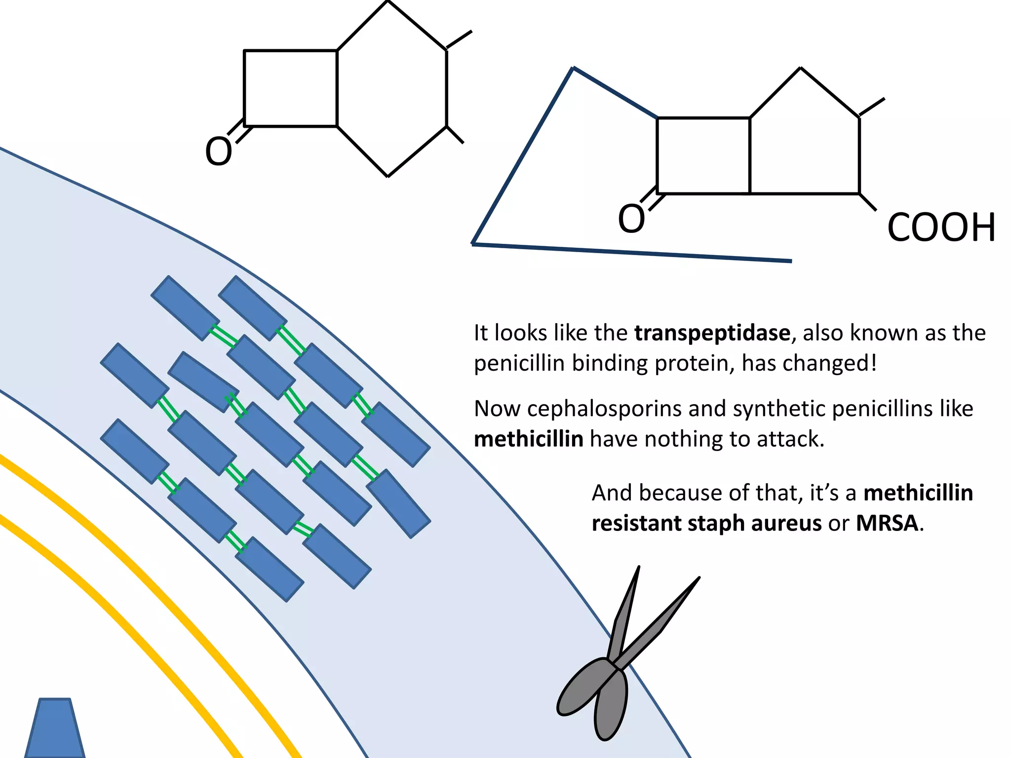 membrane
It looks like the transpeptidase, also known as the
penicillin binding protein, has changed!
O
O COOH
Now cephalosporins and synthetic penicillins like
methicillin have nothing to attack.
And because of that, it’s a methicillin
resistant staph aureus or MRSA.
 