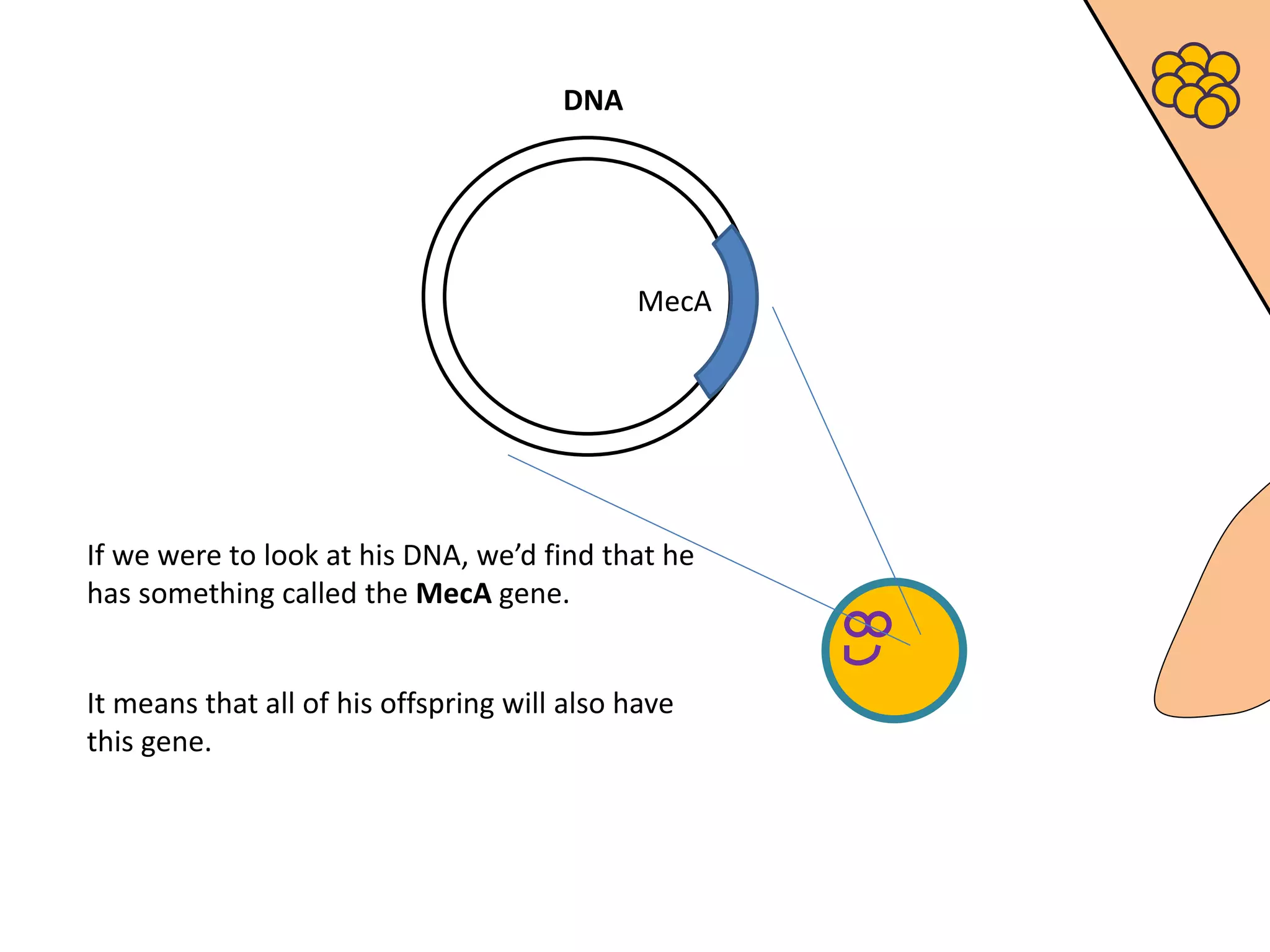 If we were to look at his DNA, we’d find that he
has something called the MecA gene.
DNA
MecA
It means that all of his offspring will also have
this gene.
 
