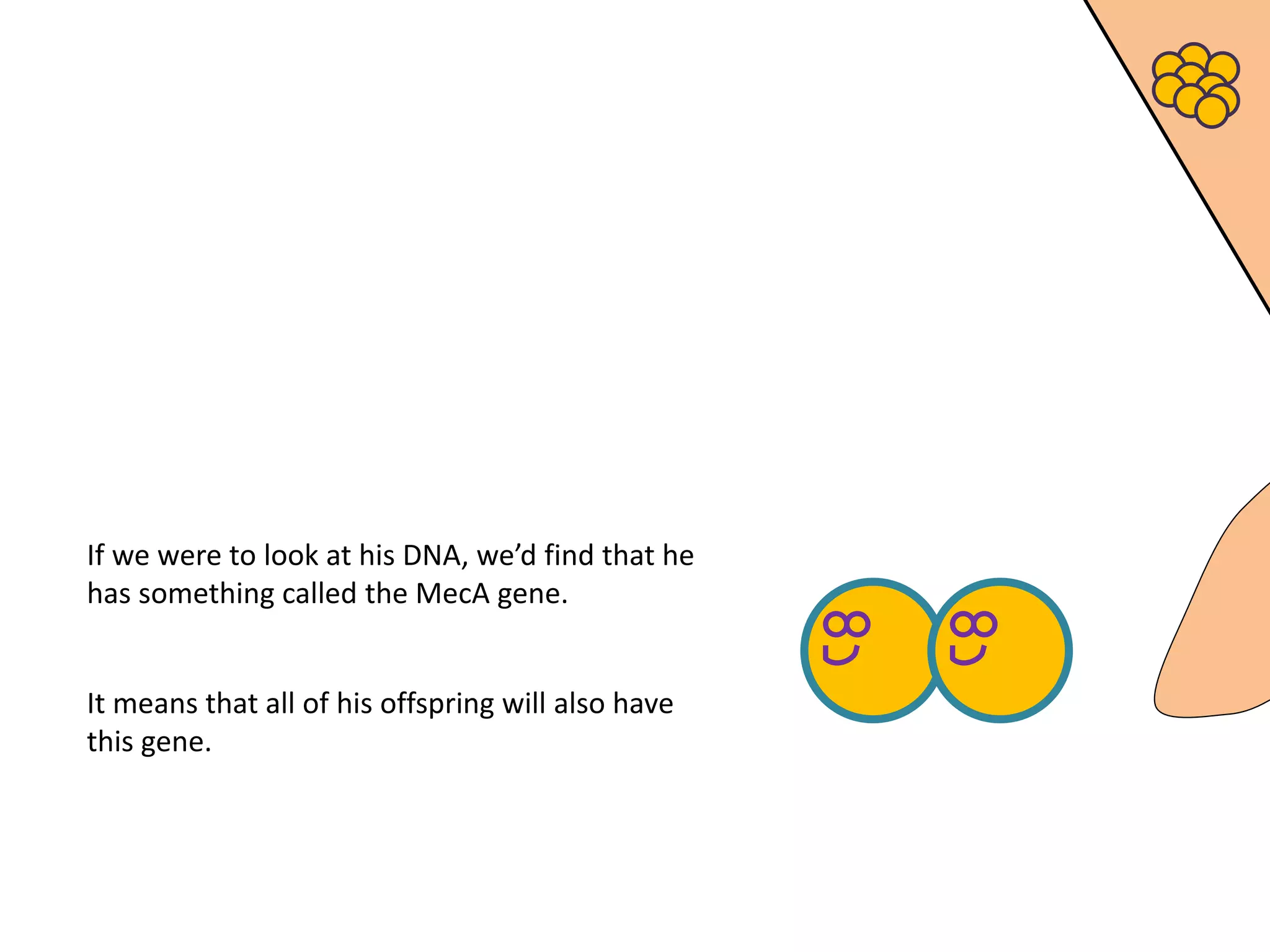 If we were to look at his DNA, we’d find that he
has something called the MecA gene.
It means that all of his offspring will also have
this gene.
 