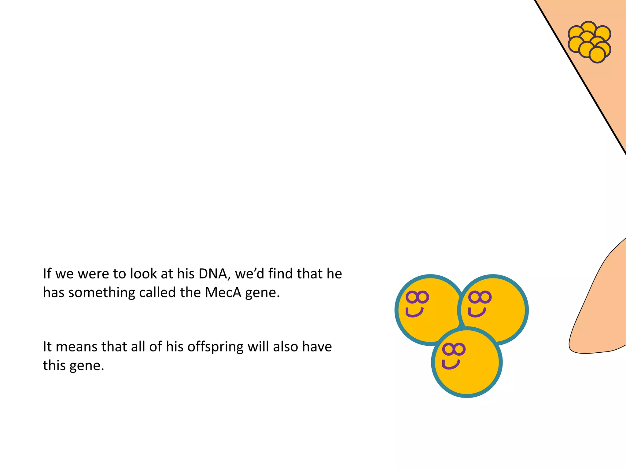If we were to look at his DNA, we’d find that he
has something called the MecA gene.
It means that all of his offspring will also have
this gene.
 