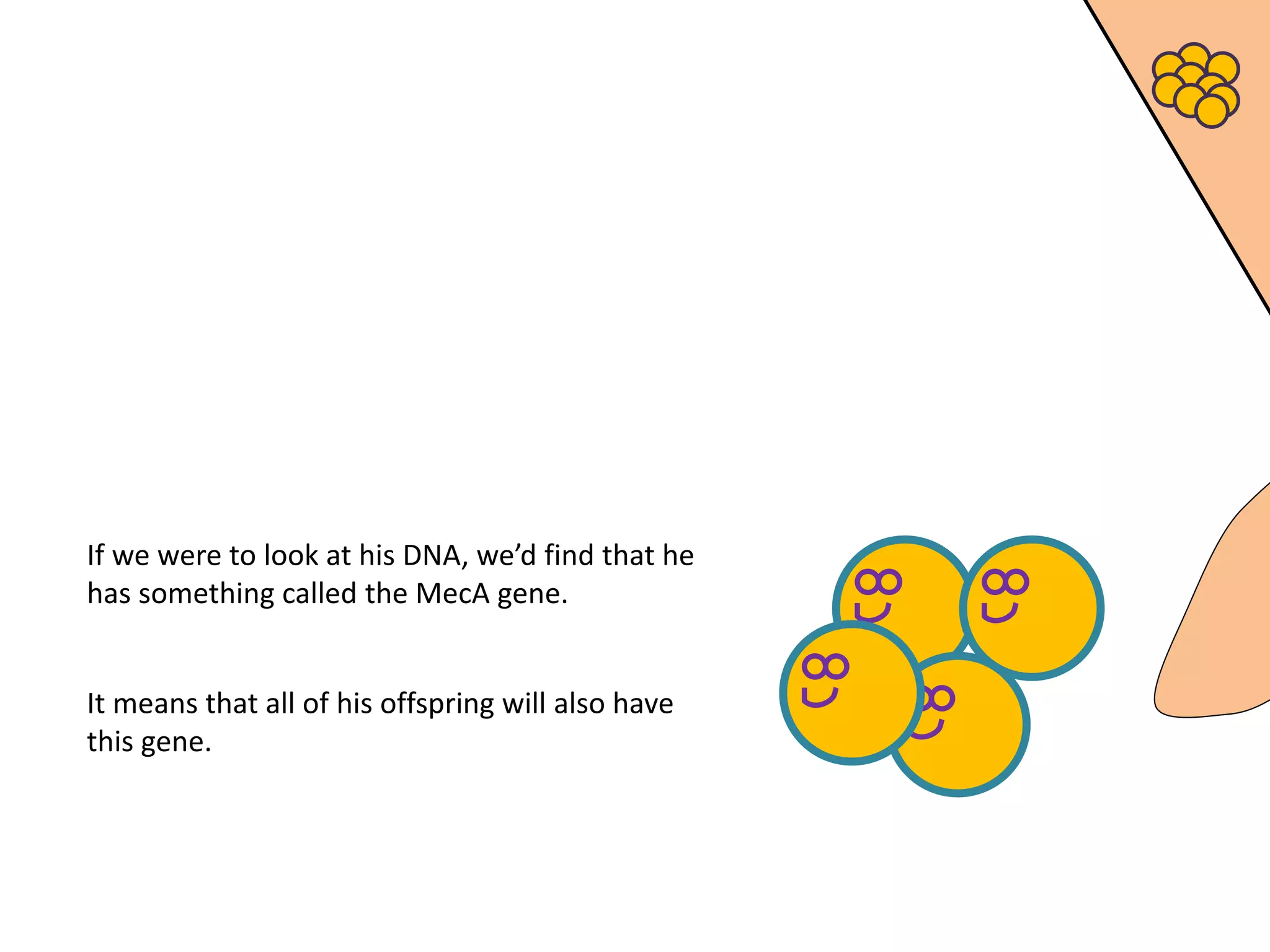 If we were to look at his DNA, we’d find that he
has something called the MecA gene.
It means that all of his offspring will also have
this gene.
 