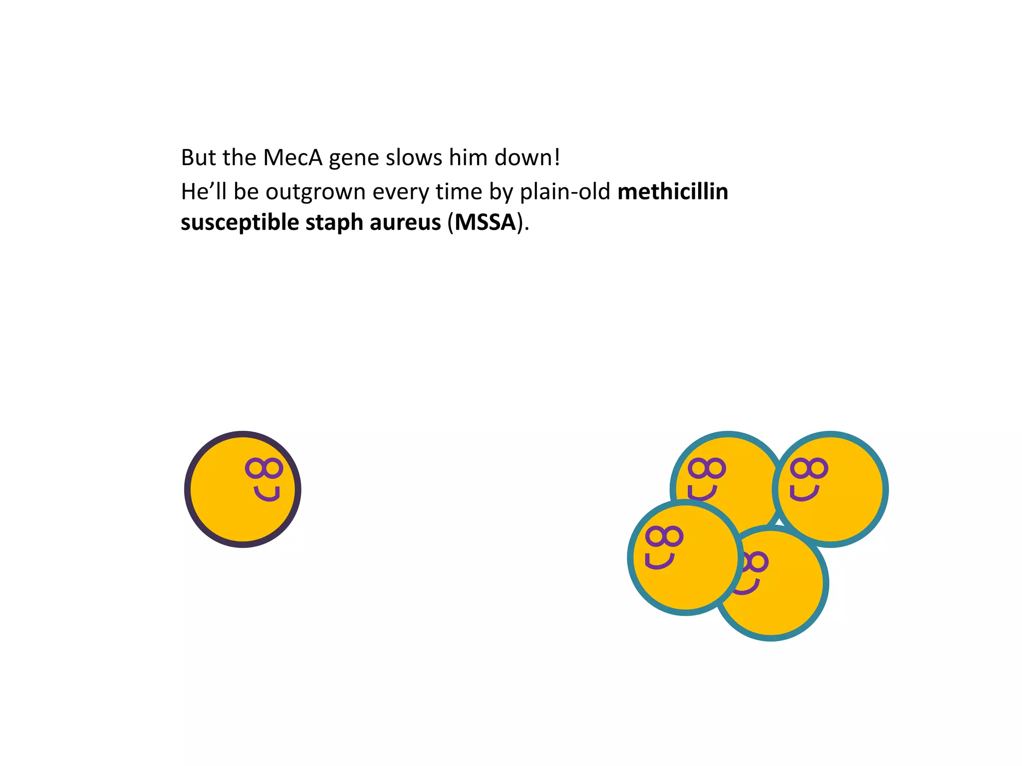 But the MecA gene slows him down!
He’ll be outgrown every time by plain-old methicillin
susceptible staph aureus (MSSA).
 