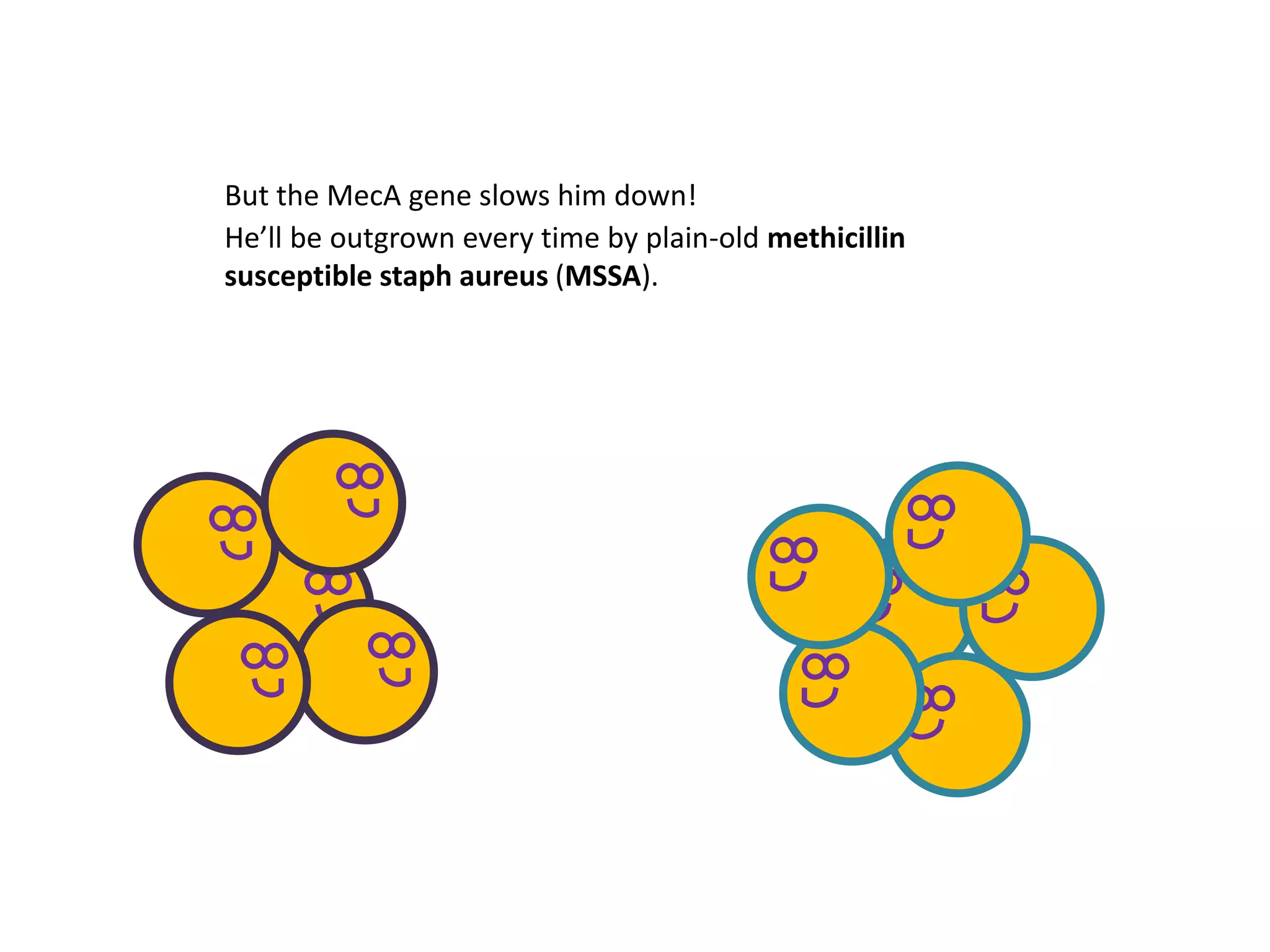 But the MecA gene slows him down!
He’ll be outgrown every time by plain-old methicillin
susceptible staph aureus (MSSA).
 