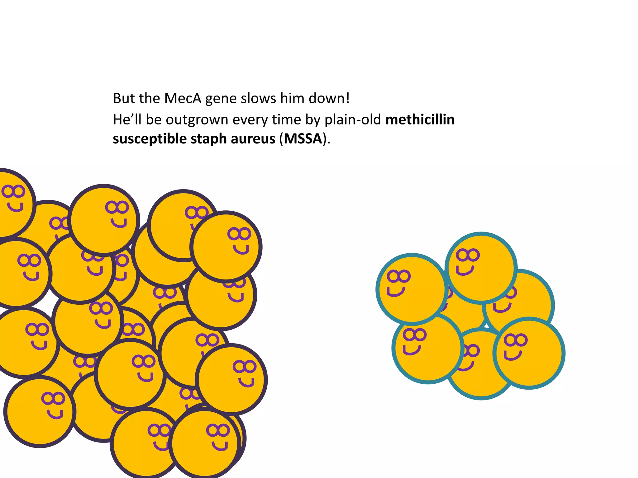 But the MecA gene slows him down!
He’ll be outgrown every time by plain-old methicillin
susceptible staph aureus (MSSA).
 