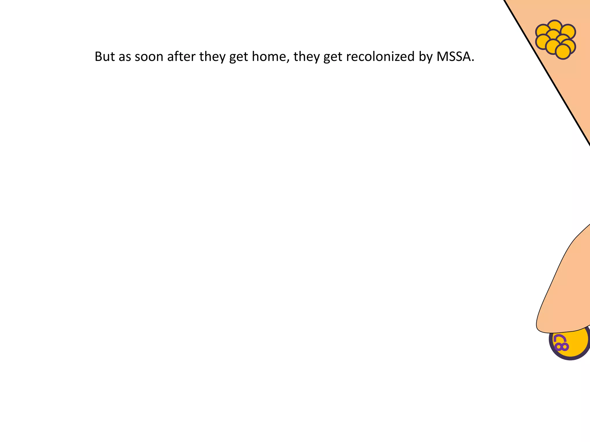 But as soon after they get home, they get recolonized by MSSA.
 