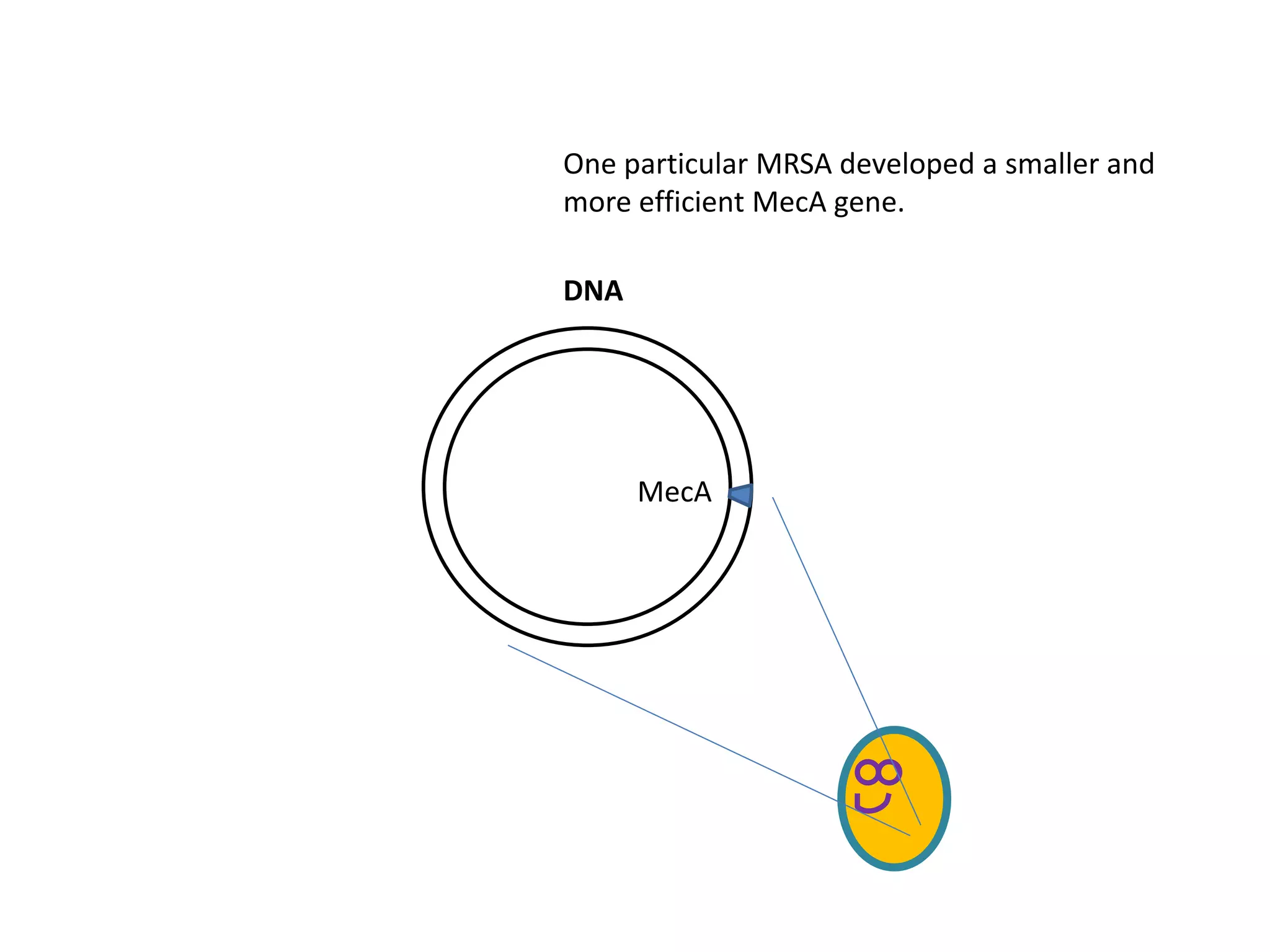 DNA
MecA
One particular MRSA developed a smaller and
more efficient MecA gene.
 